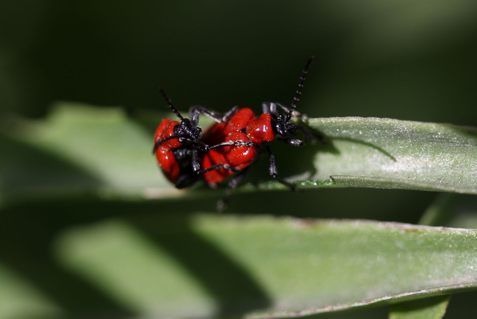Canon EF-S 60mm F2.8 Macro USM sample photo. Insecta, red, pair photography
