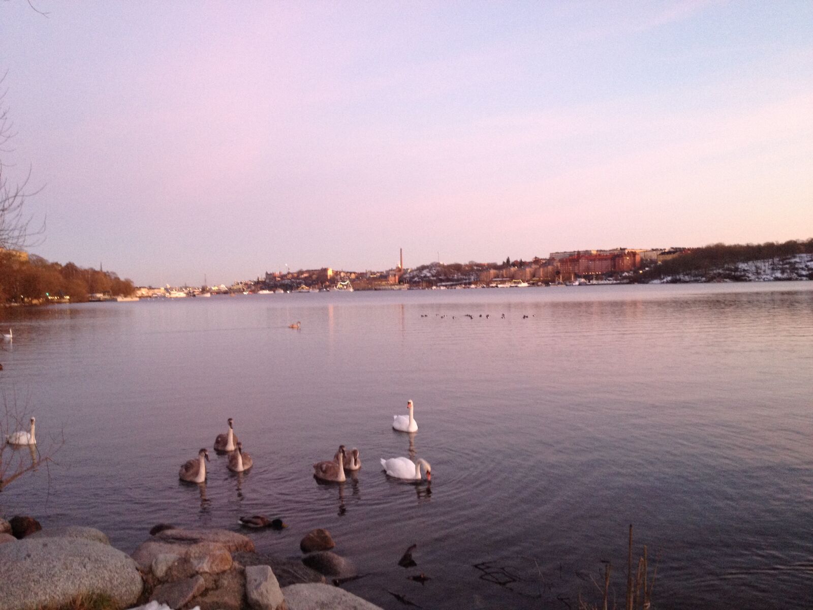 iPhone 4S back camera 4.28mm f/2.4 sample photo. Swans photography