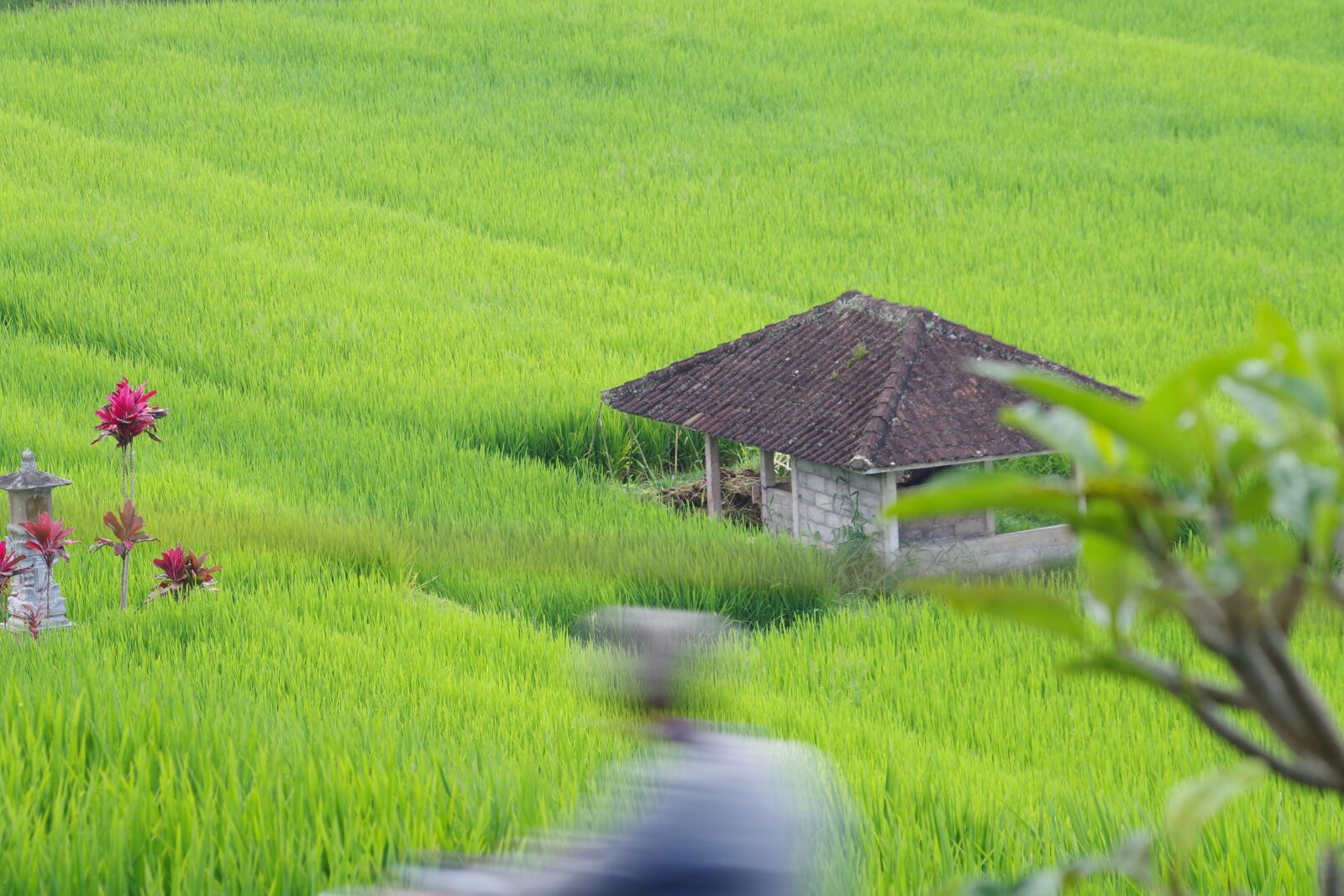 Pentax K-S2 sample photo. Paddy, green, agriculture photography