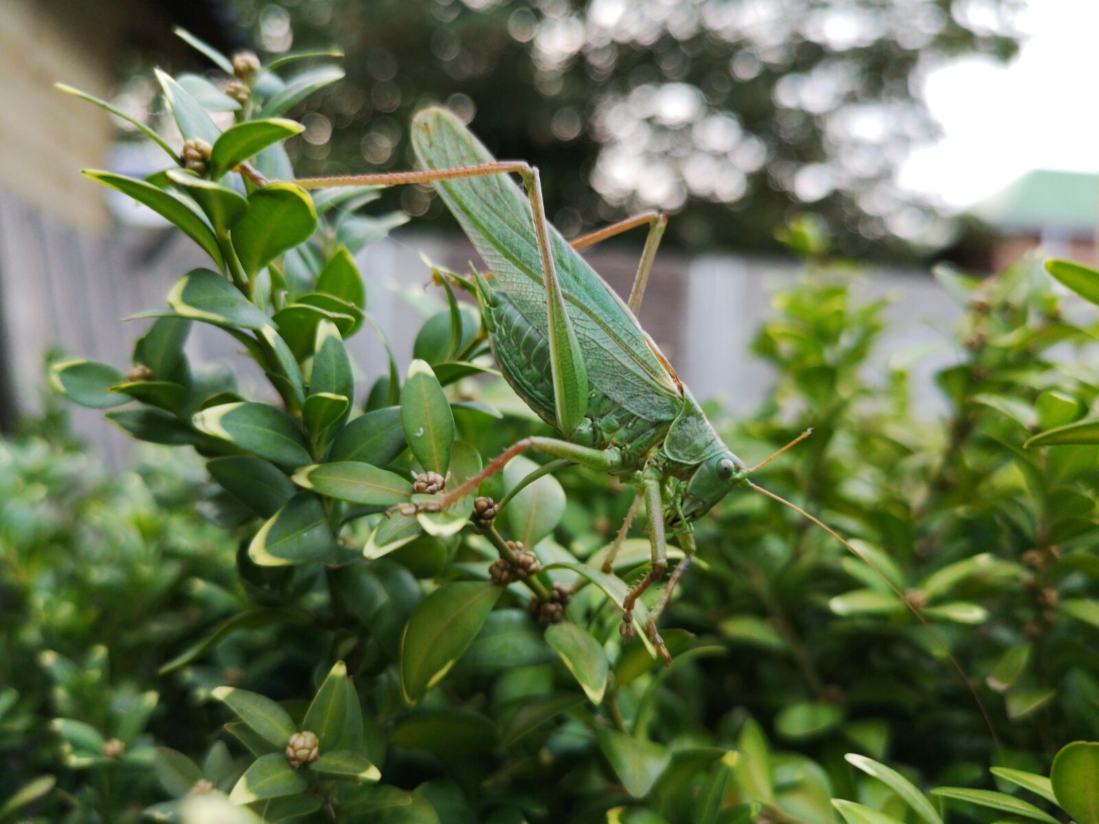 HUAWEI CLT-L29 sample photo. Grasshopper, animal, green photography