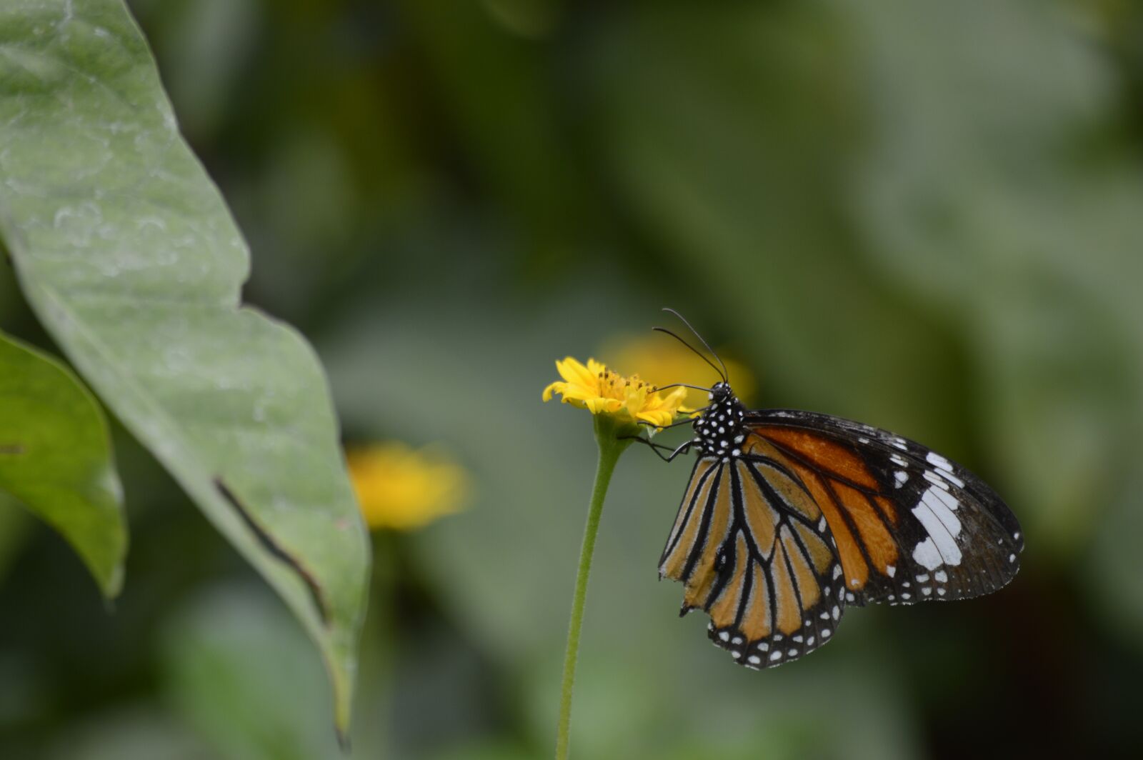 Nikon D3200 sample photo. Pollination, butterfly, flower photography