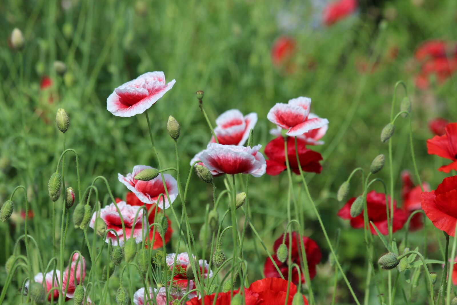 Canon EOS 650D (EOS Rebel T4i / EOS Kiss X6i) + Canon EF 70-300mm F4-5.6 IS USM sample photo. Mack, red poppy, plant photography