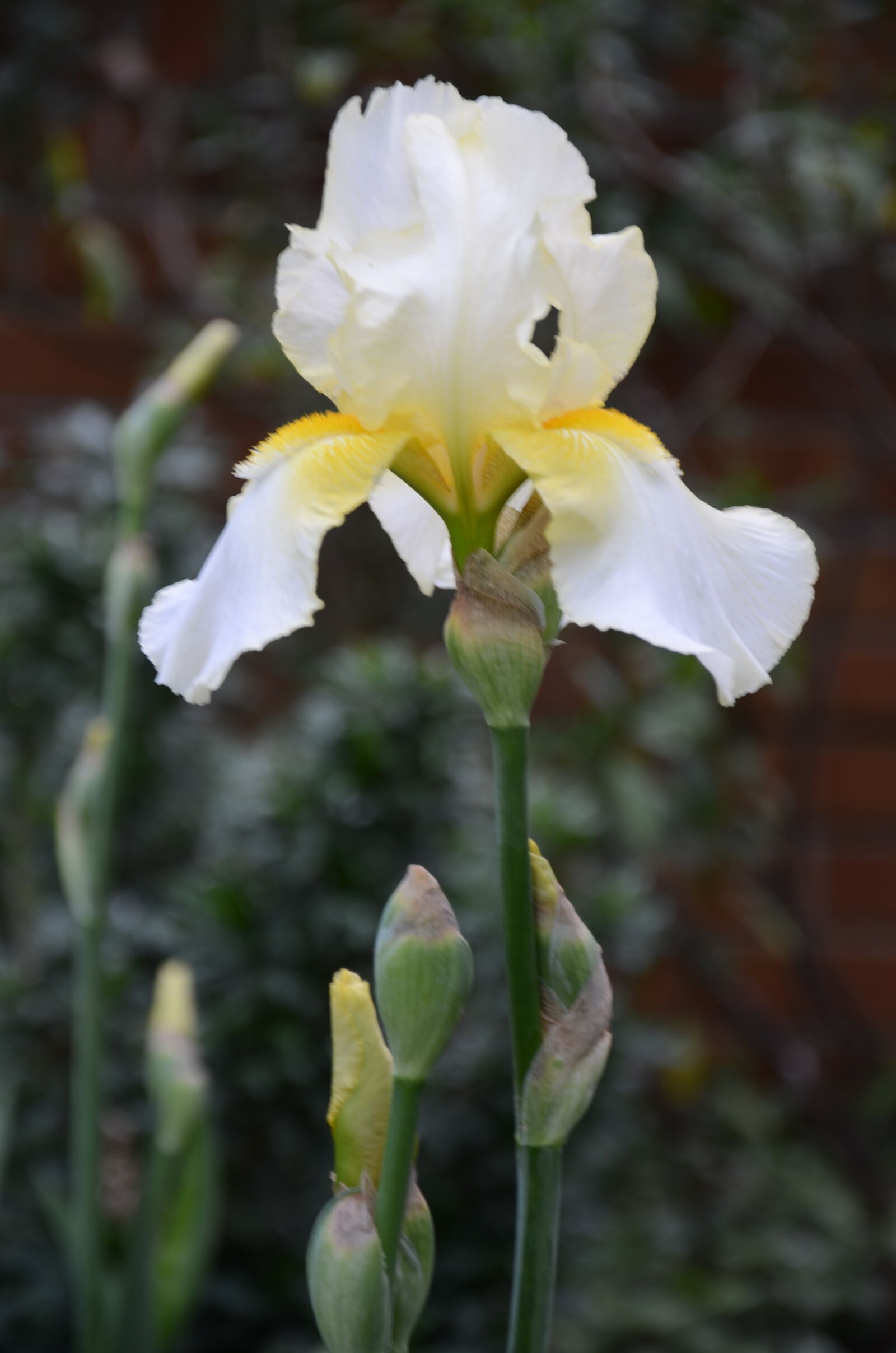 Nikon D7000 sample photo. Flower, iris photography