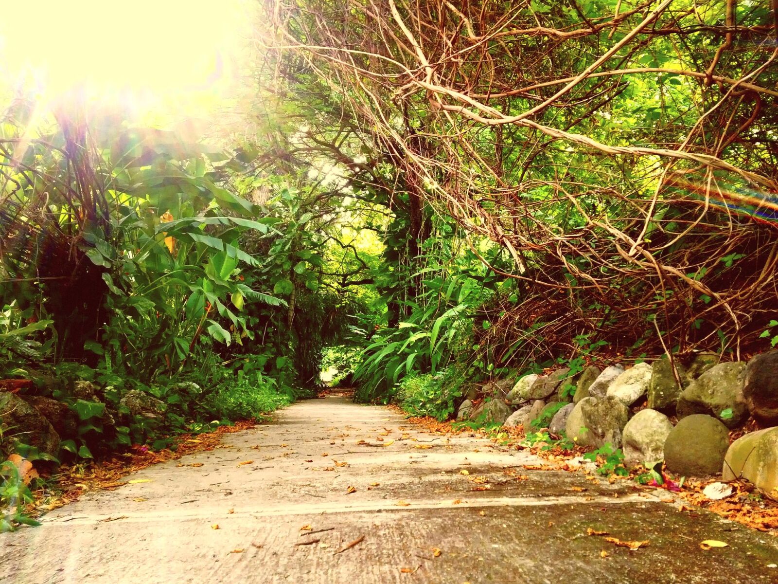 BlackBerry Z10 sample photo. Hope, botanical, garden, jamaica photography