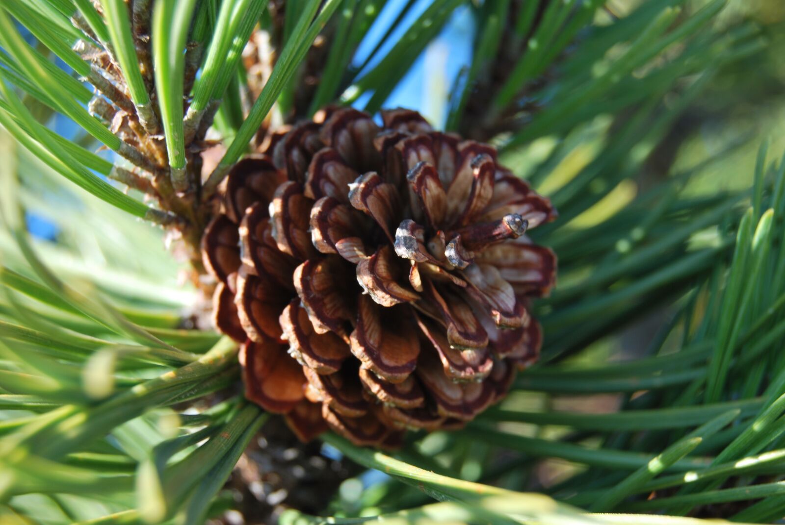 Nikon D60 sample photo. Pine cone, nature, macro photography