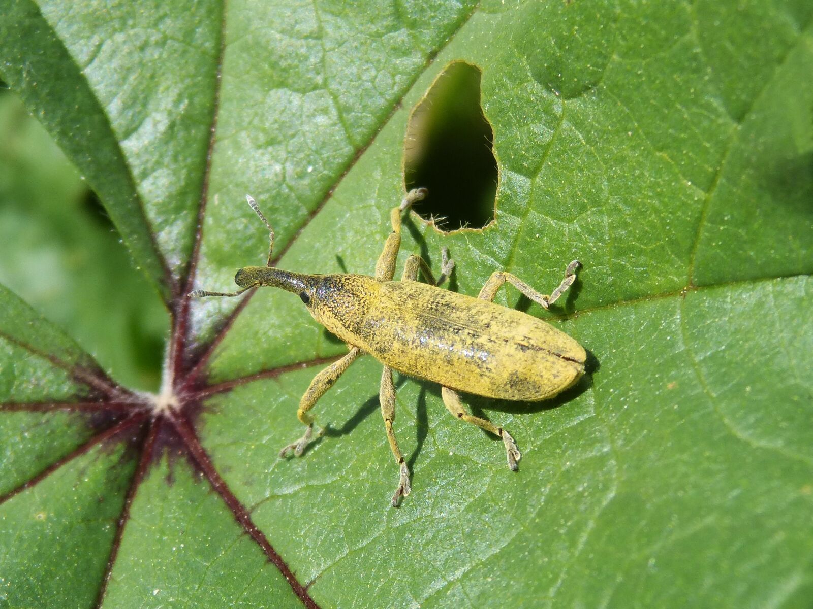 Panasonic DMC-FZ62 sample photo. Weevil, weevil beetle, lixus photography