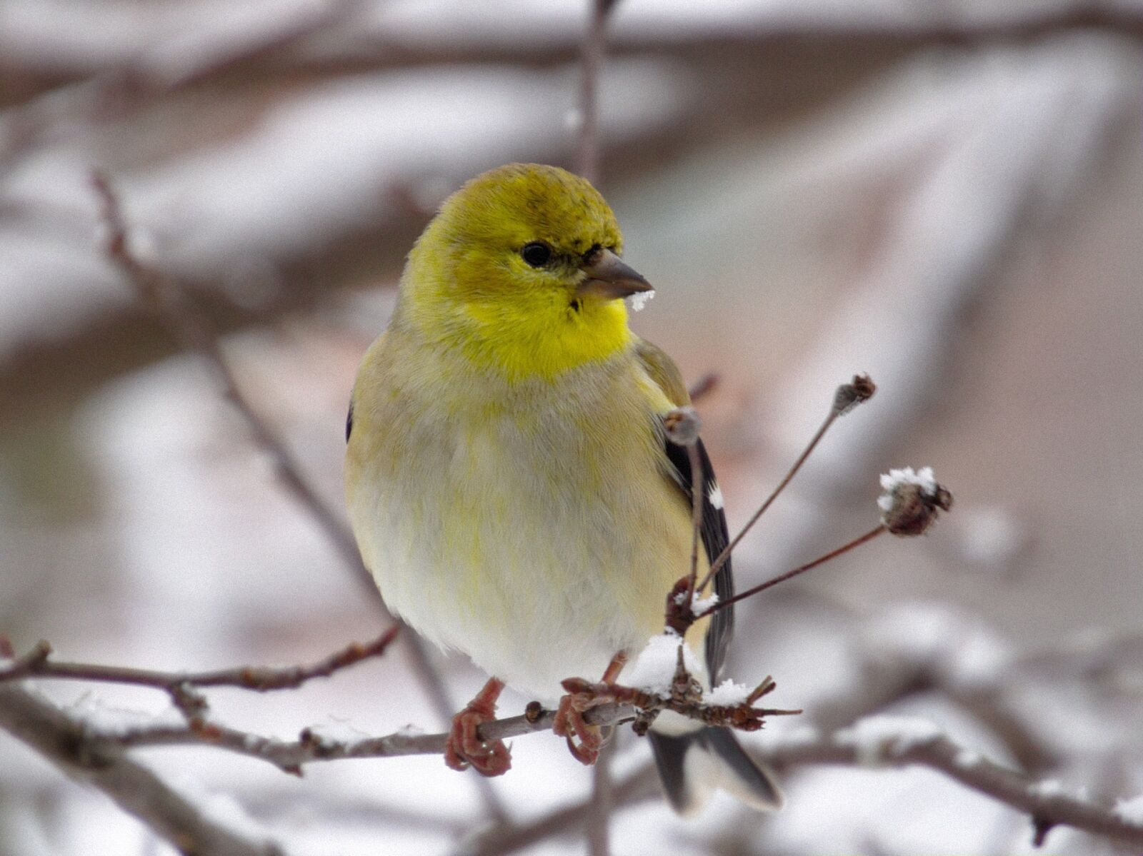 Olympus OM-D E-M5 + LUMIX G VARIO 45-150/F4.0-5.6 sample photo. Goldfinch, bird, wildlife photography