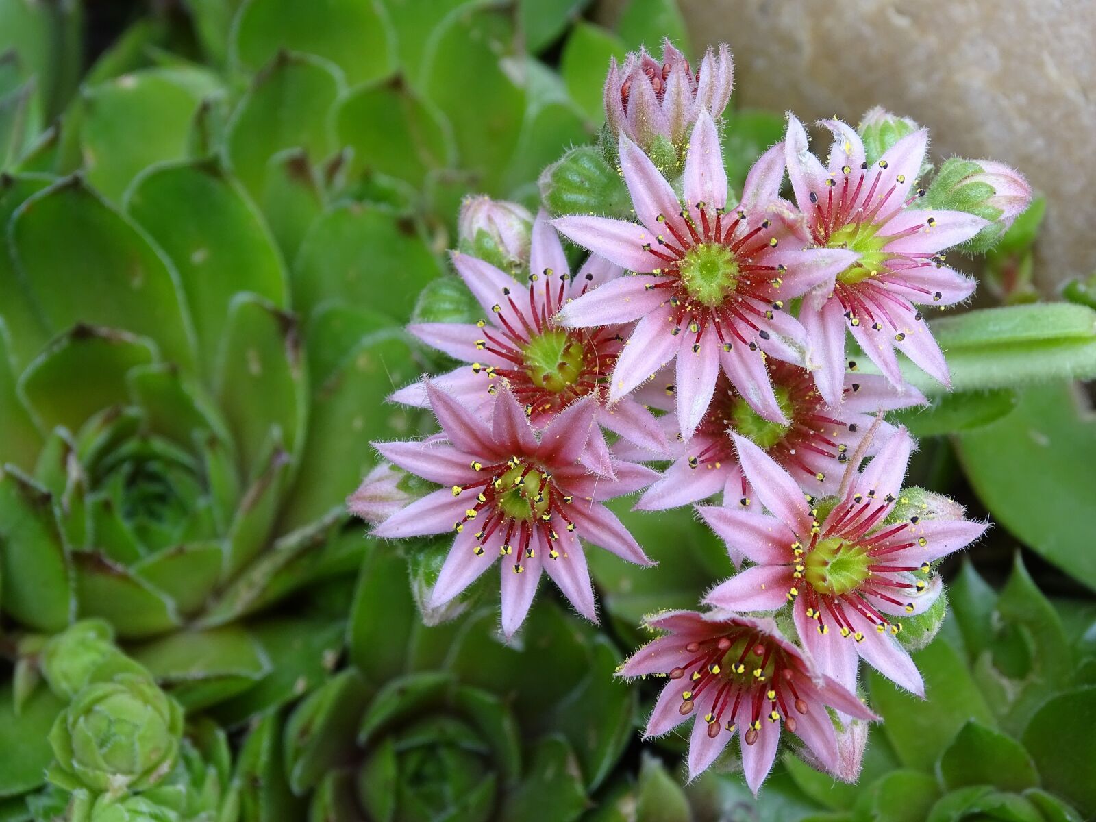 Sony Cyber-shot DSC-HX400V sample photo. Houseleek, dachwurz, succulent photography