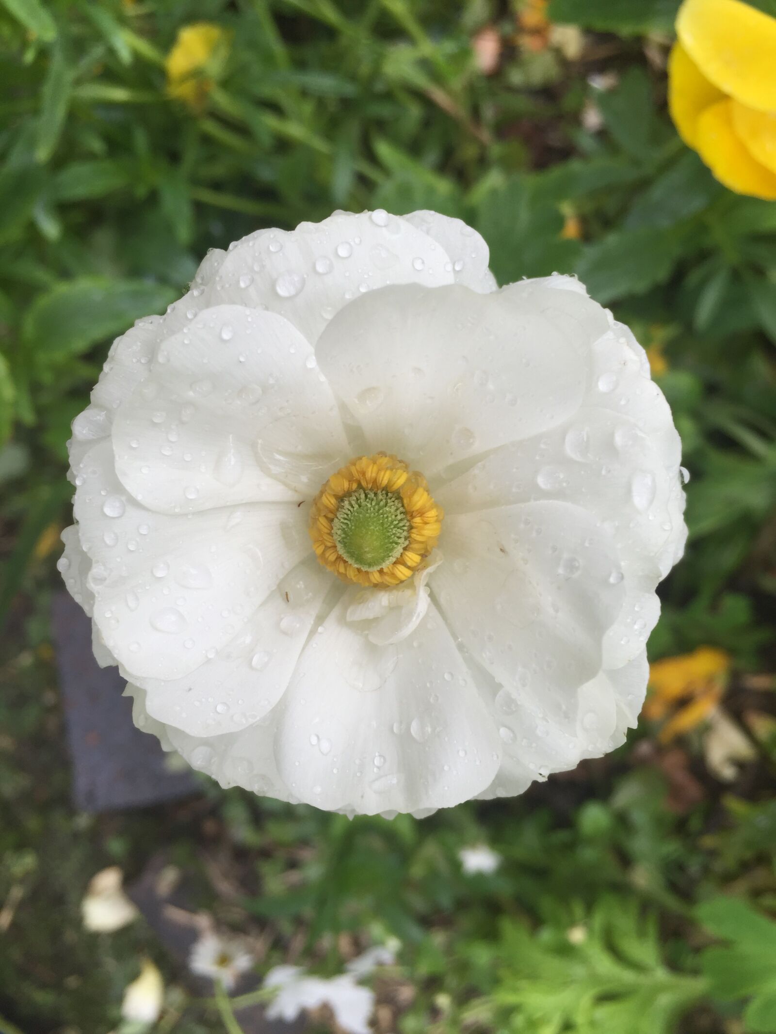 iPhone 6 Plus back camera 4.15mm f/2.2 sample photo. White flower, floral, nature photography