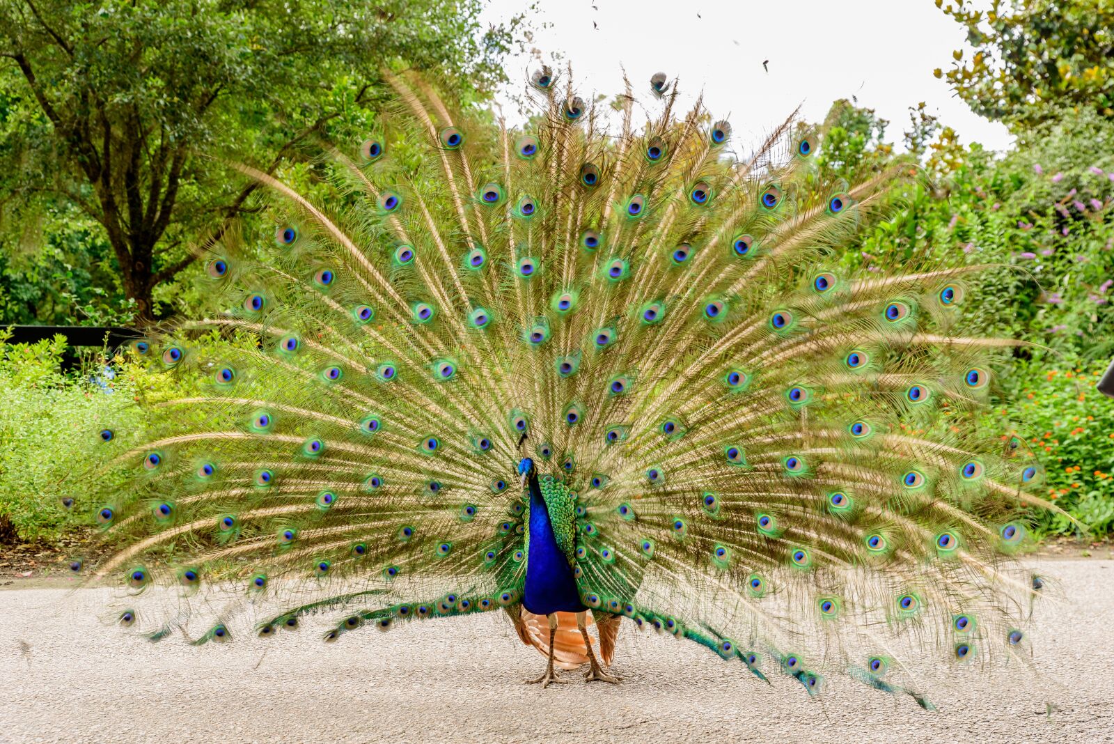 Nikon D750 sample photo. Peacock, animal, bird photography