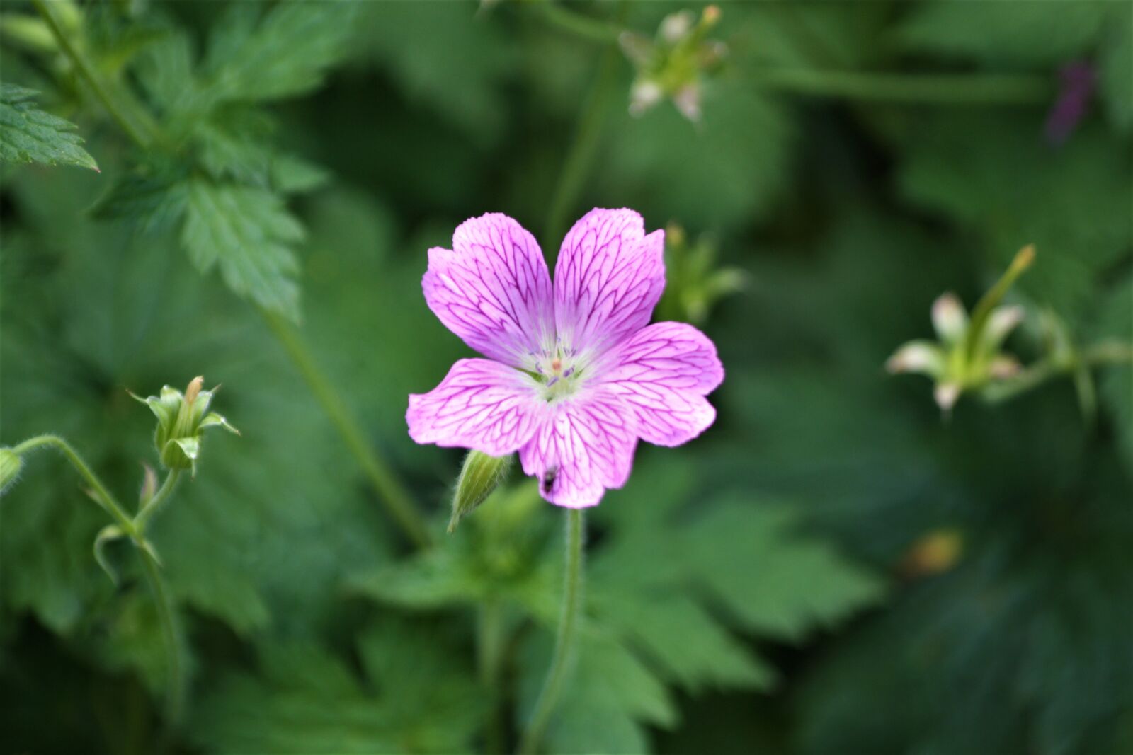 Canon EOS 1000D (EOS Digital Rebel XS / EOS Kiss F) sample photo. Cranesbill, blossom, bloom photography