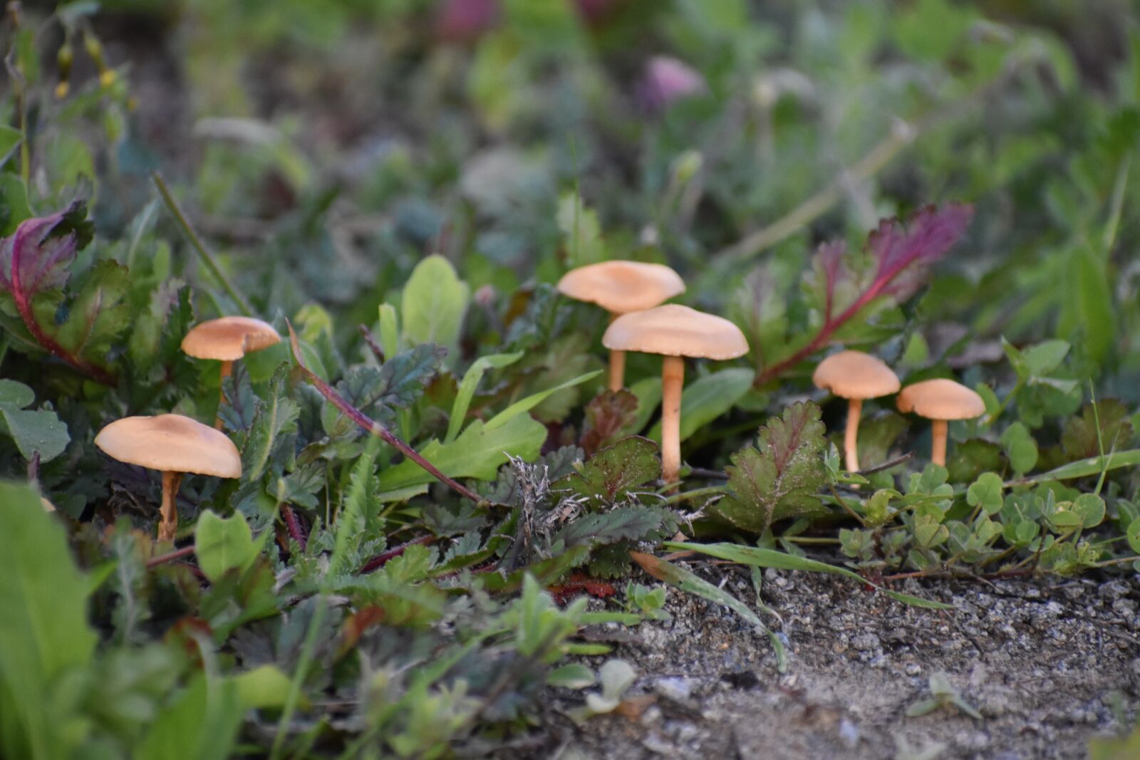 Nikon D3500 sample photo. Mushrooms, ground, green photography