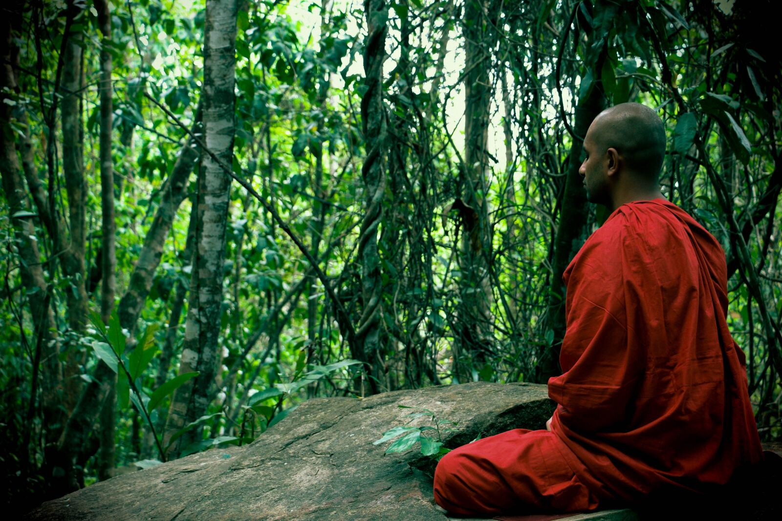 Canon EOS 70D sample photo. Meditation, bhikkhu, mahamevnawa photography