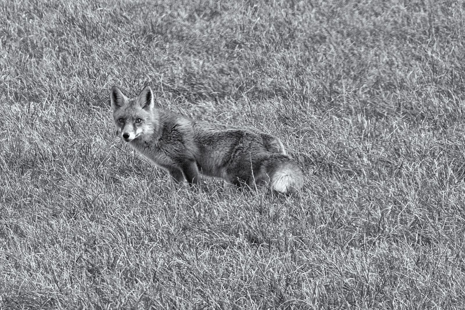 Nikon Coolpix P900 sample photo. Fuchs, mammal, animal photography