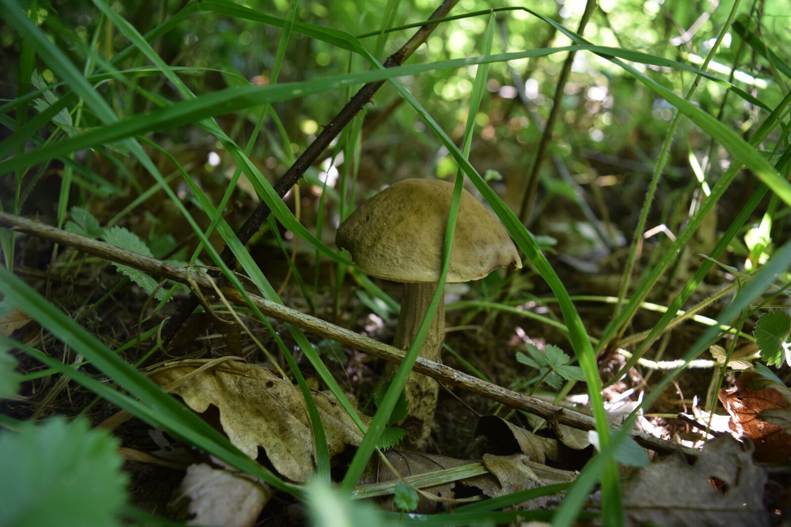 Nikon D3300 sample photo. Boletus, grass, forest photography