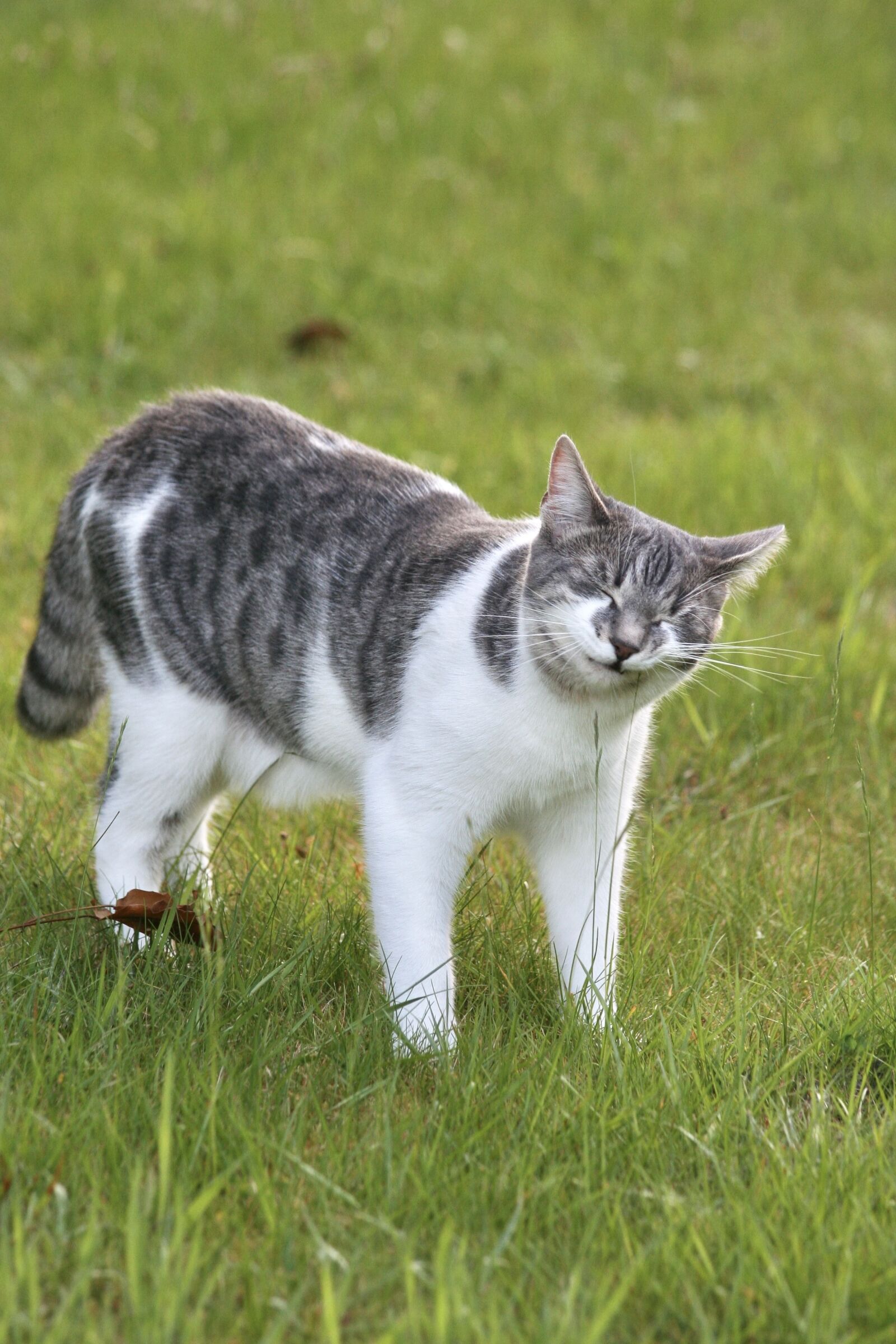 Canon EOS 350D (EOS Digital Rebel XT / EOS Kiss Digital N) sample photo. Cat, feline, tabby photography