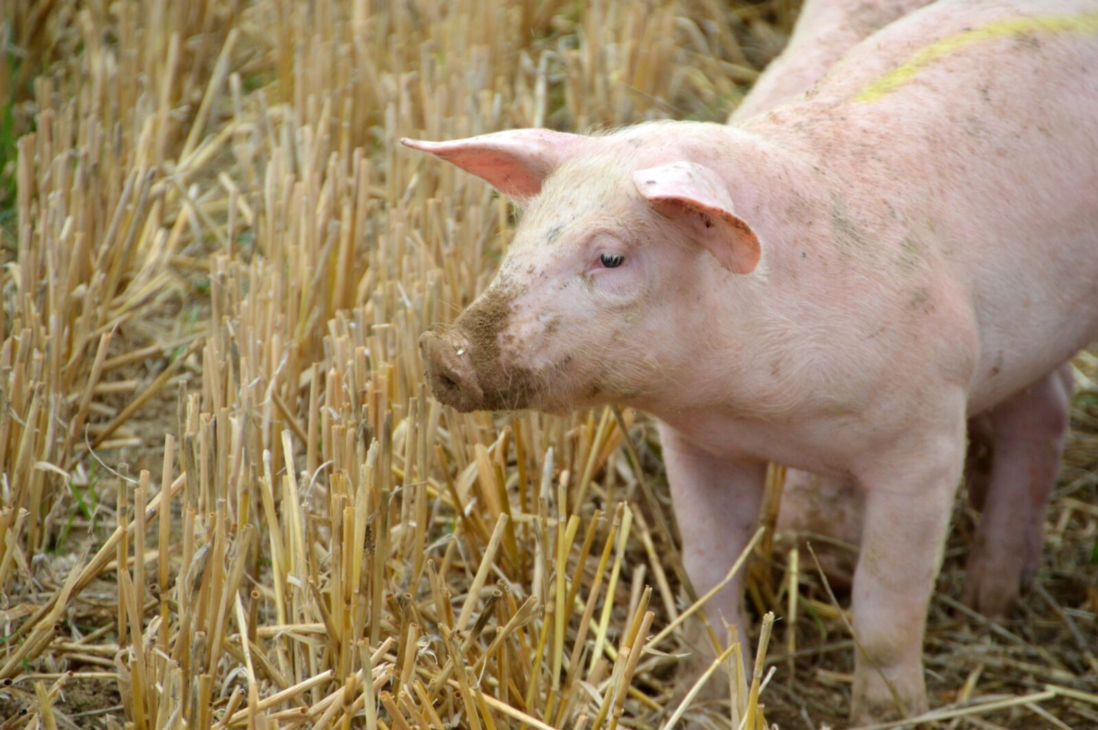 Nikon D3200 sample photo. Breeding, pig, pork photography