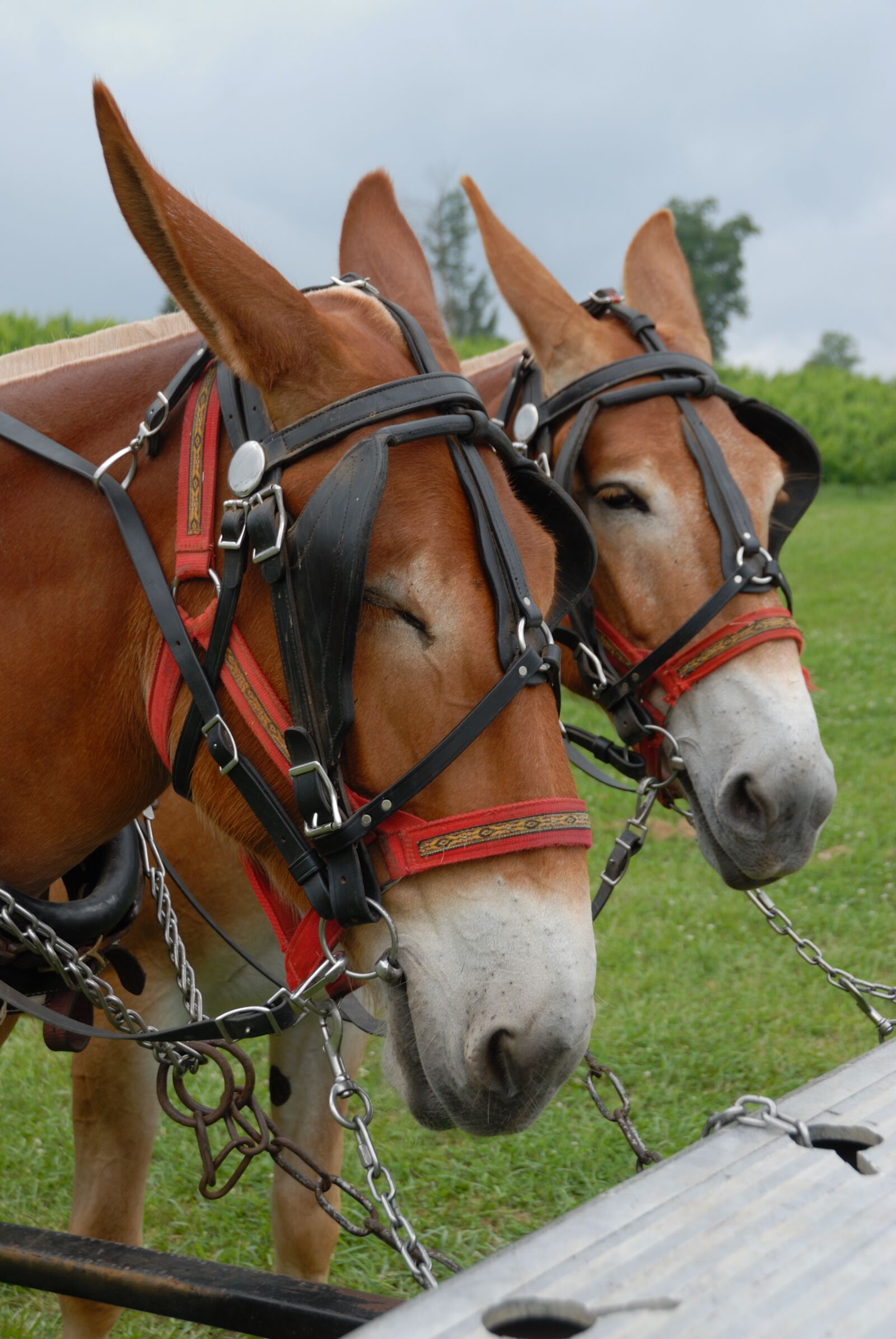 Nikon D200 sample photo. Mules, animal, donkey photography