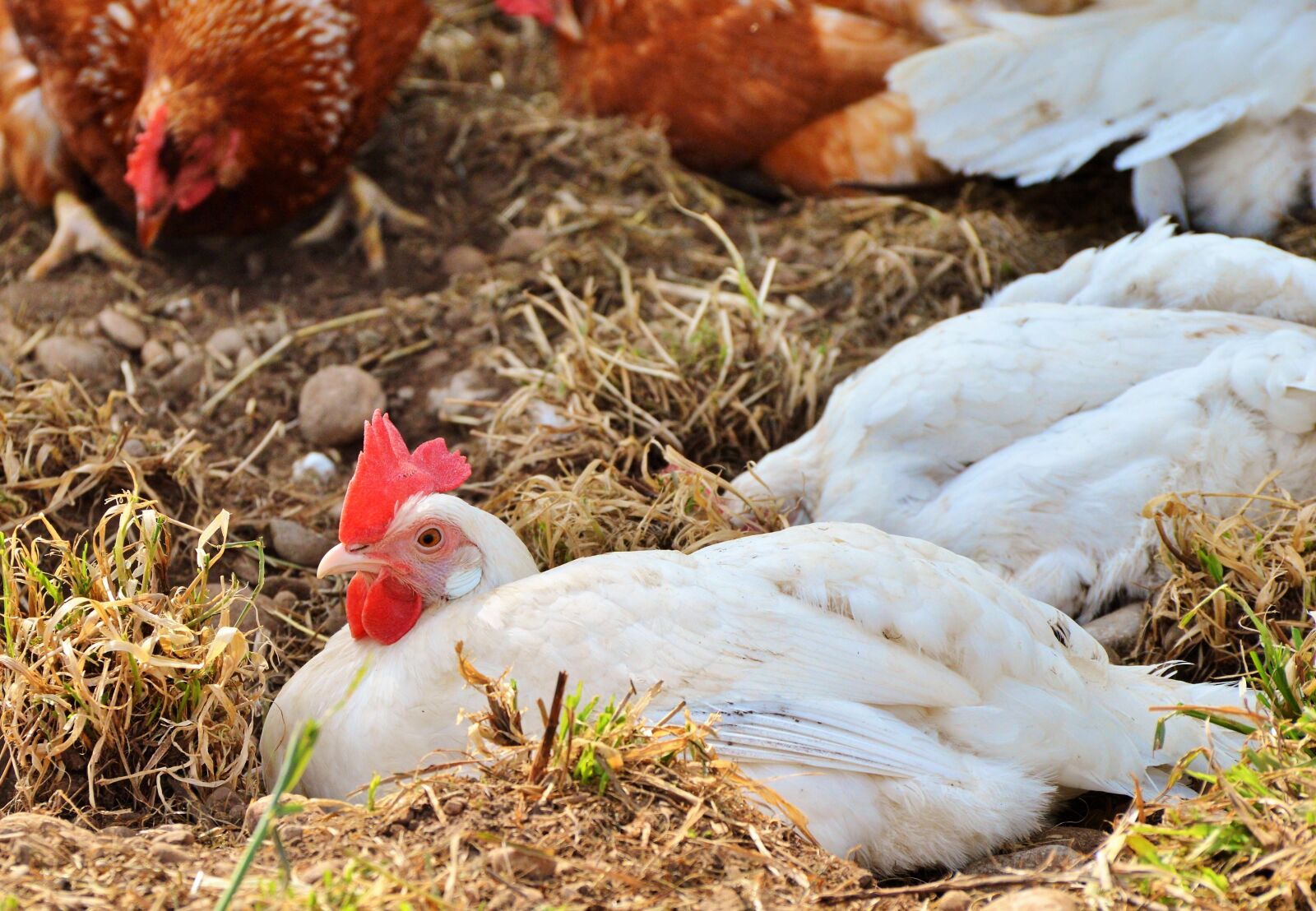 Nikon D3200 sample photo. Chicken, hen, poultry photography