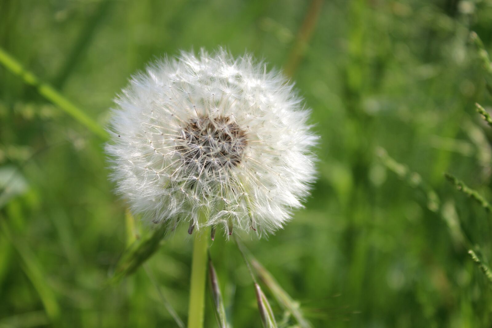 Canon EOS 70D + Canon EF-S 18-55mm F3.5-5.6 IS sample photo. Dandelion, plants, meadow photography