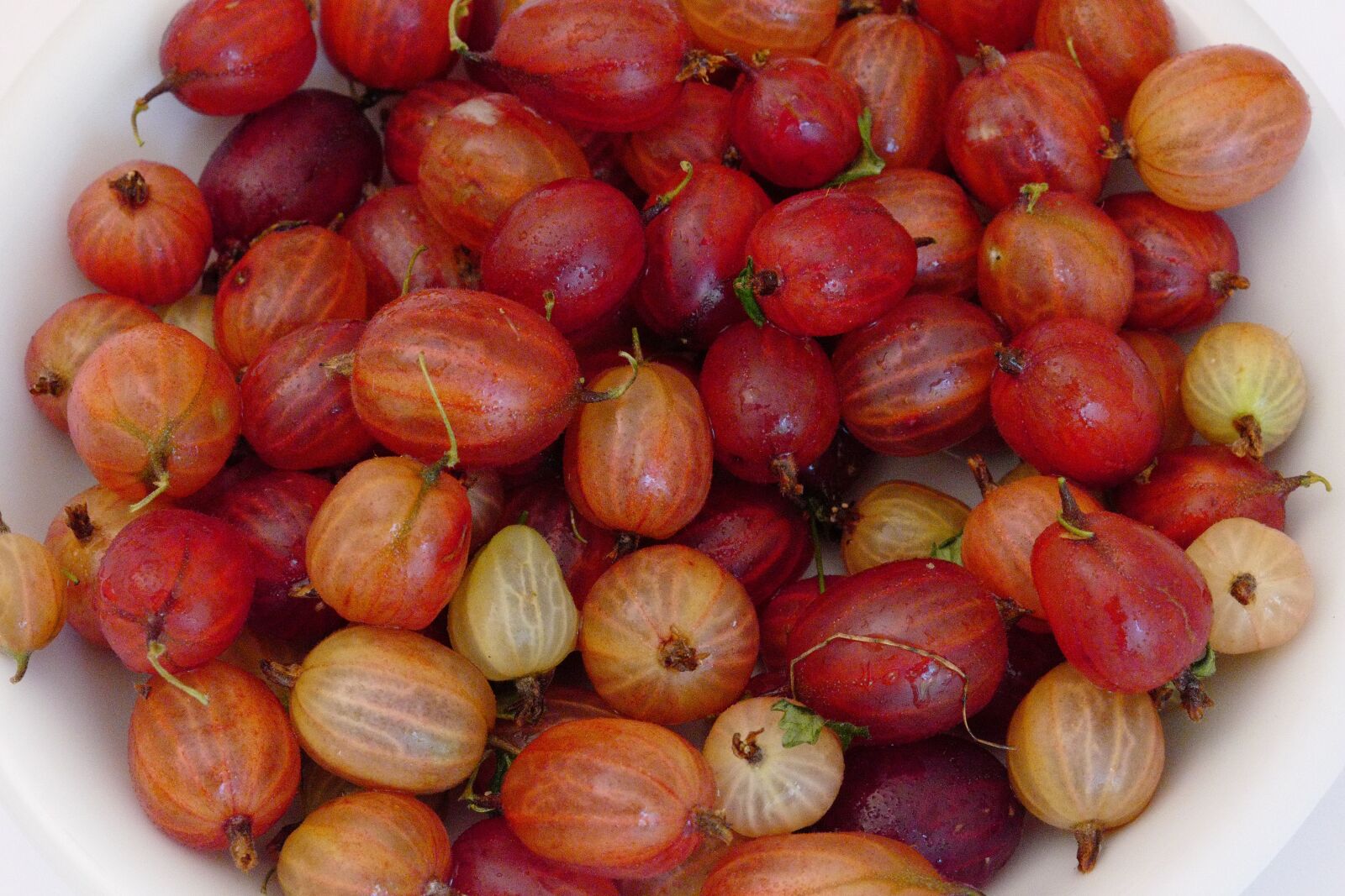 Vario-Elmar TL 1:3.5-5.6 / 18-56 ASPH. sample photo. Gooseberries, fruit, vitamins photography