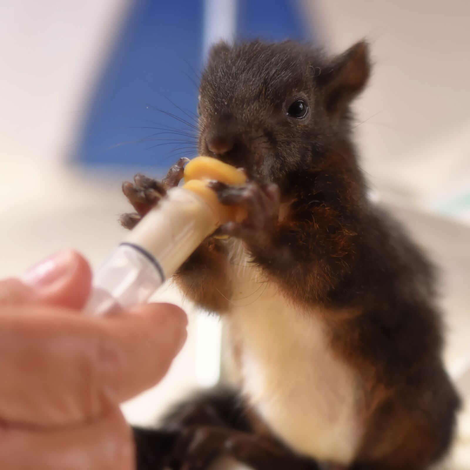 Nikon D7200 sample photo. Squirrel, baby, beef up photography