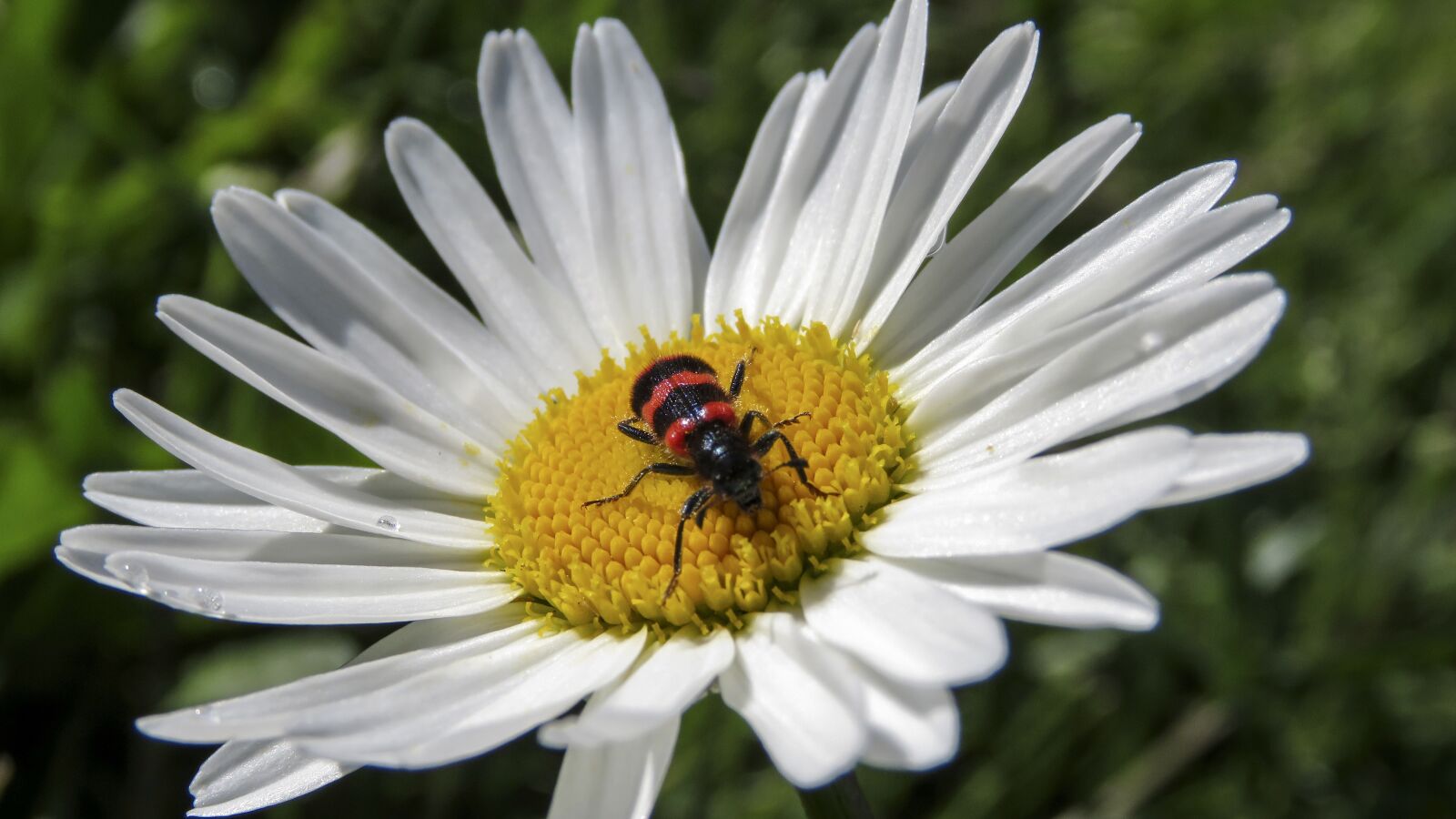 Canon PowerShot SX60 HS sample photo. Flower, daisy, pelouch photography