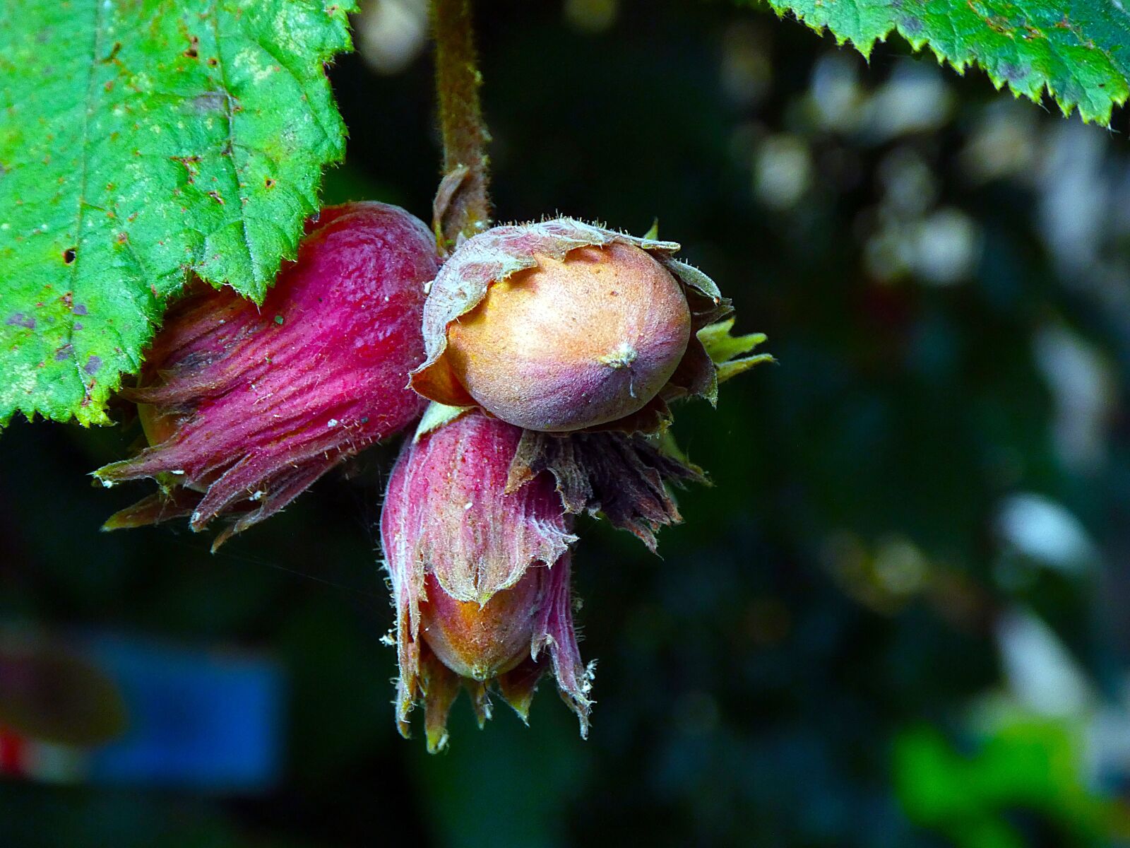 Panasonic DMC-TZ81 sample photo. Hazelnut, nature, hazel photography