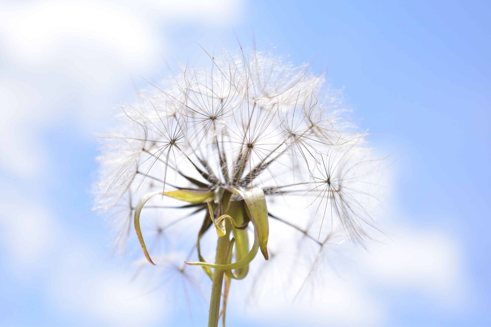 Nikon D3300 sample photo. Summer, nature, flora, dandelion photography