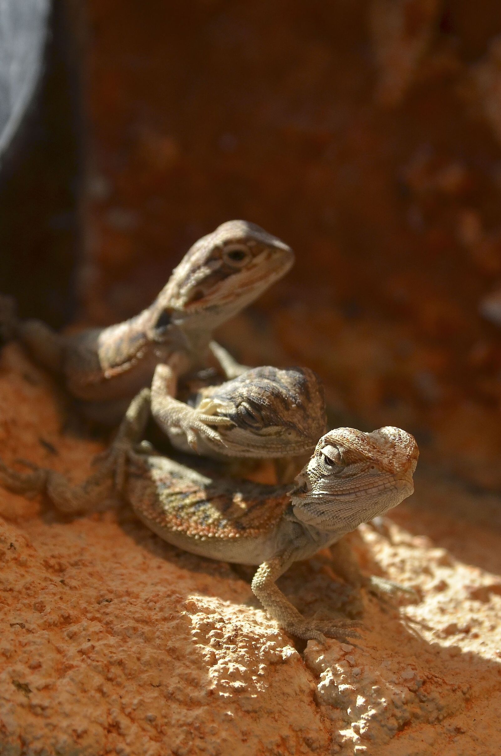 Nikon D7000 sample photo. Bearded dragons, babies, young photography
