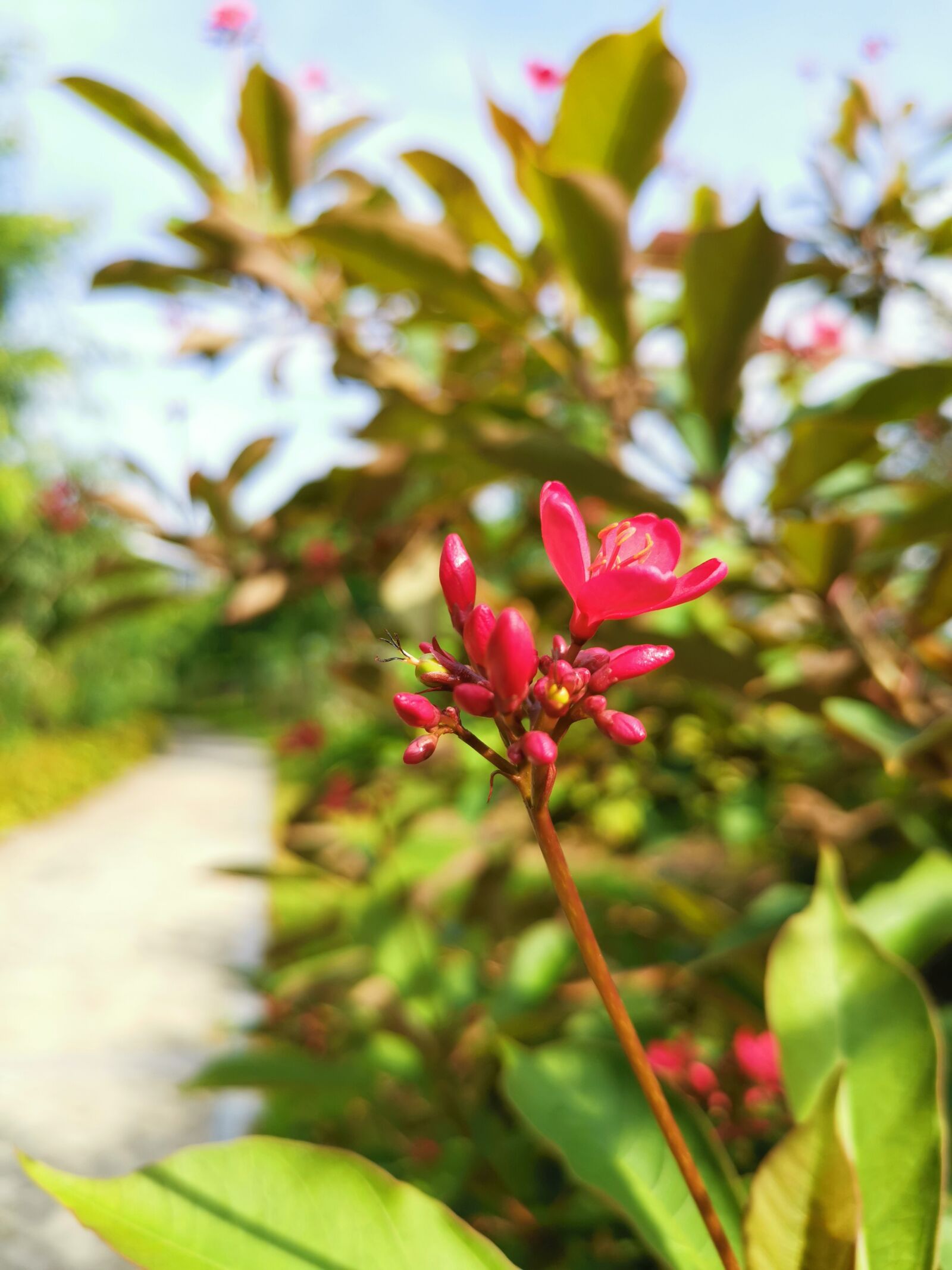 HUAWEI Mate 20 Pro sample photo. Flowers, flower, spring photography