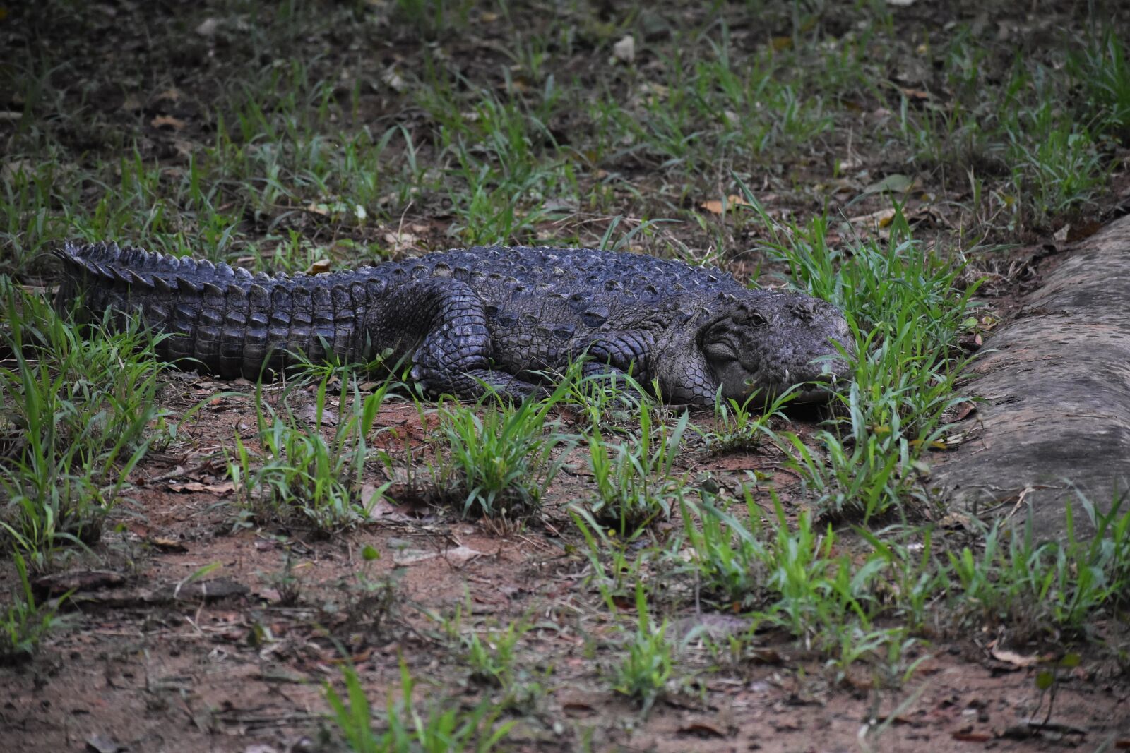 Nikon D3500 sample photo. Crocodile, wildlife, wild animal photography