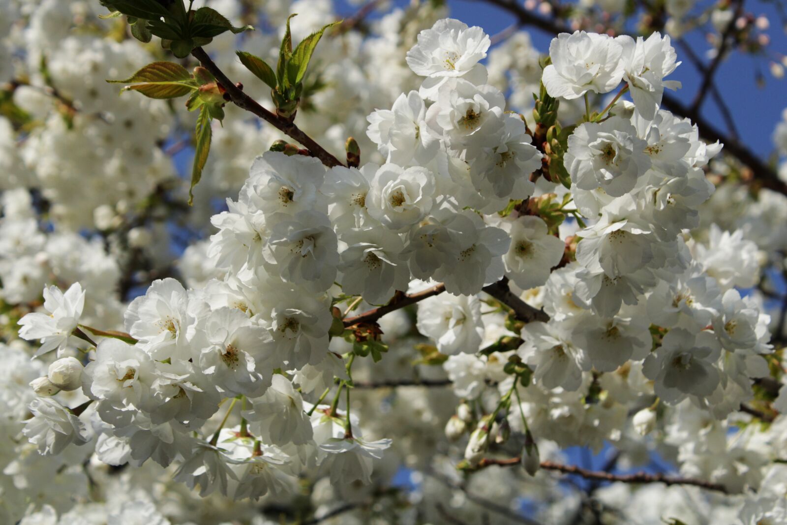 Canon EOS 2000D (EOS Rebel T7 / EOS Kiss X90 / EOS 1500D) sample photo. Japanese cherry trees, flowers photography