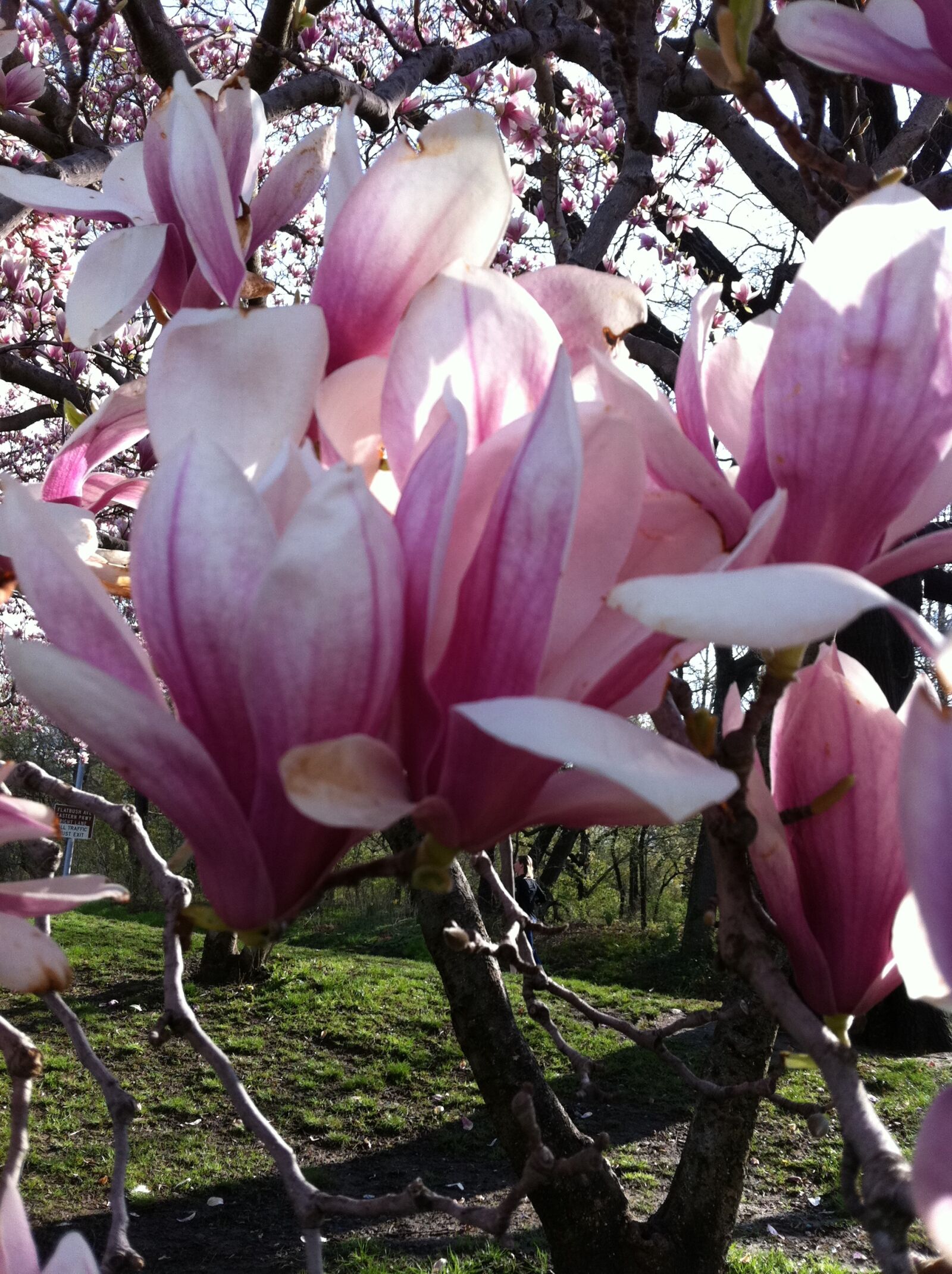 Apple iPhone 4 sample photo. Flowers photography