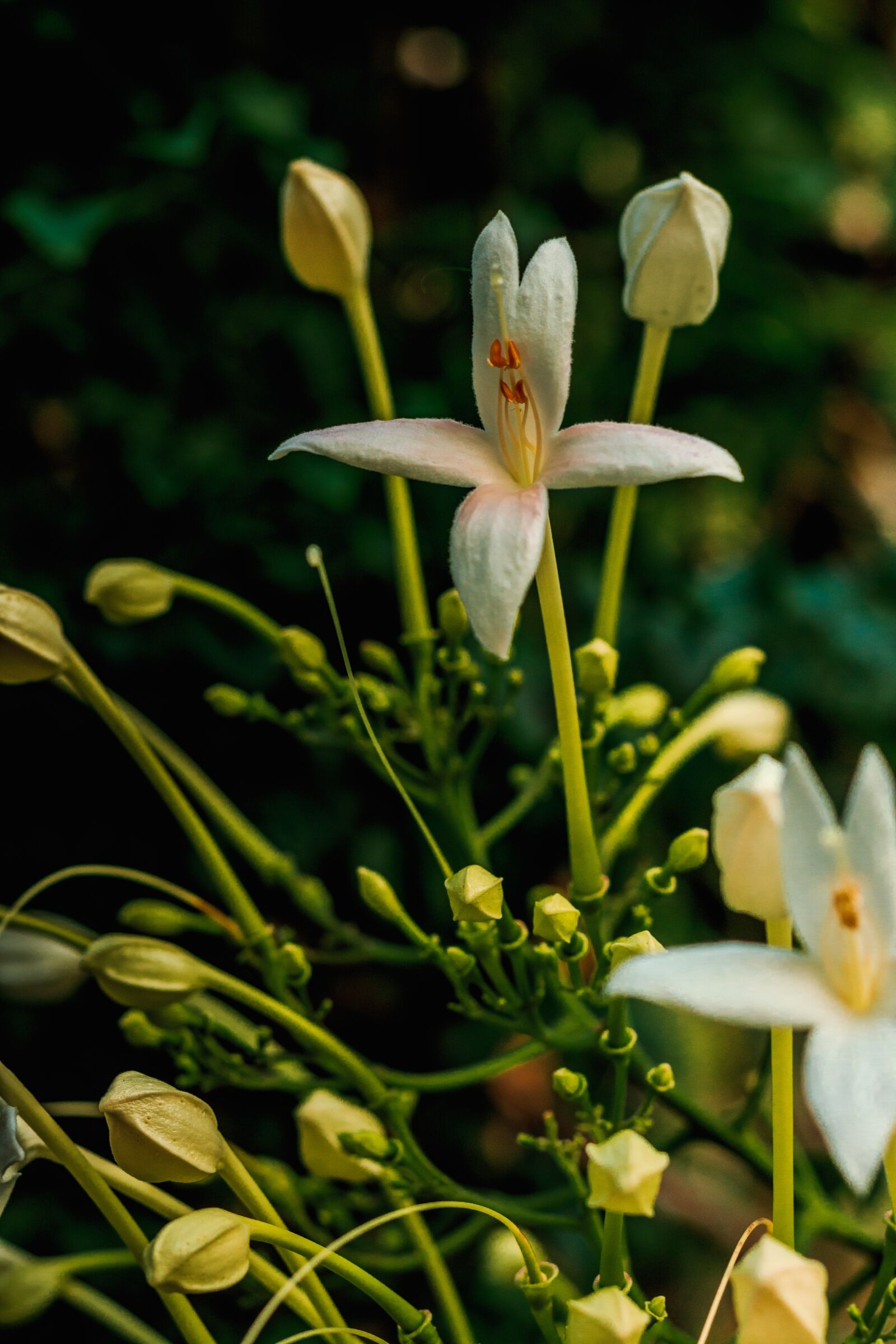 Canon EOS 700D (EOS Rebel T5i / EOS Kiss X7i) + Canon EF 50mm F1.8 STM sample photo. Flower, green, flowers photography
