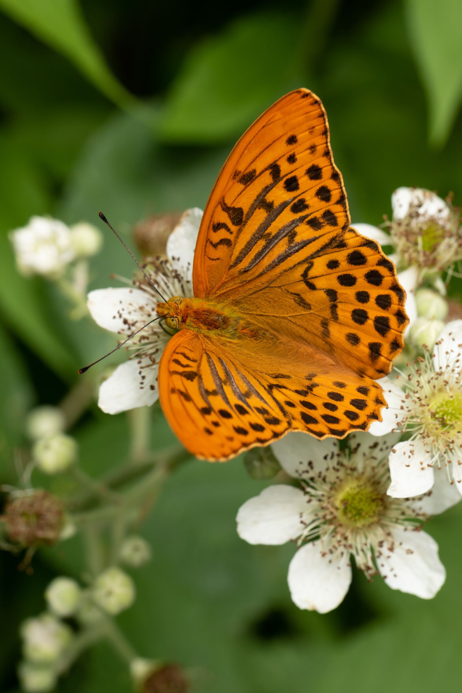 Canon EOS 7D Mark II sample photo. Butterfly, edelfalter, blossom photography