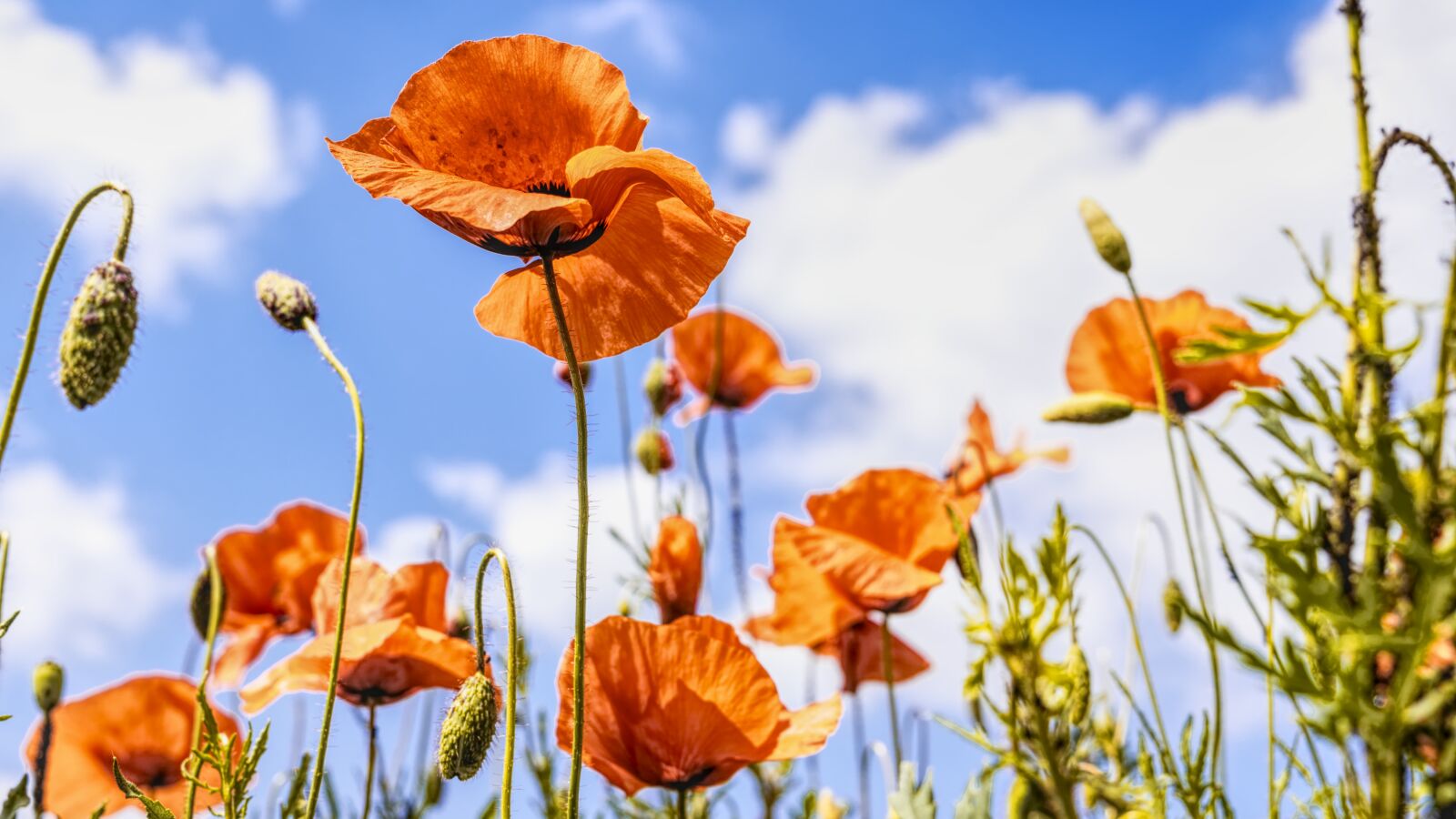Sony a6300 + Sigma 30mm F2.8 EX DN sample photo. Poppies, meadow, summer photography