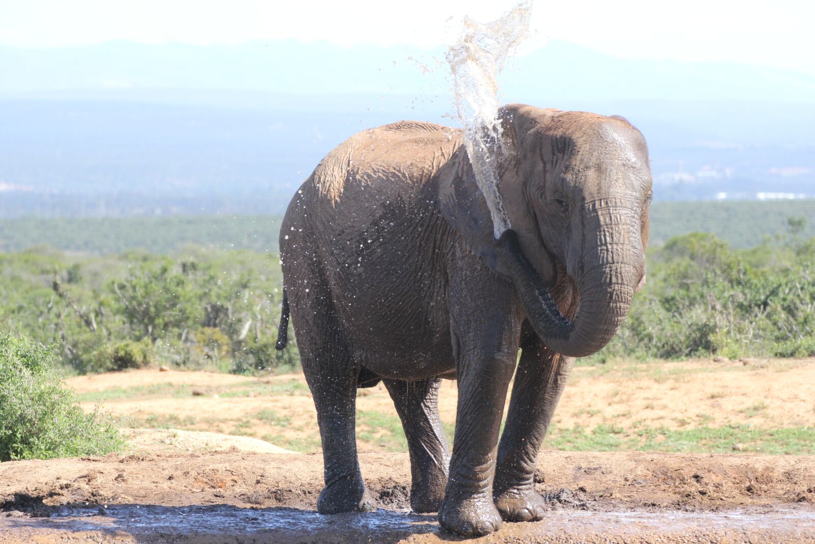 Canon EOS 60D sample photo. Elephant, safari, water photography