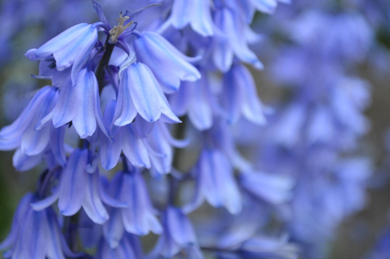 Nikon D5100 sample photo. Bells, blue, bluebells, flora photography