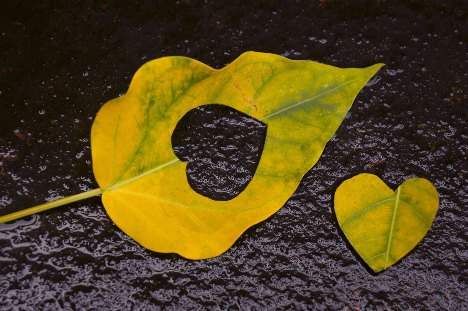 Sony Alpha NEX-F3 + Sony E 18-55mm F3.5-5.6 OSS sample photo. Leaf, yellow leaves, background photography