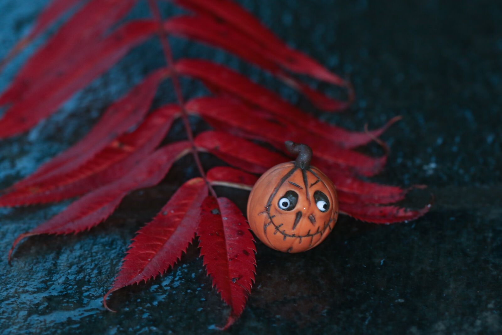 Canon EOS 7D Mark II sample photo. Leaf, autumn leaf, pumkin photography