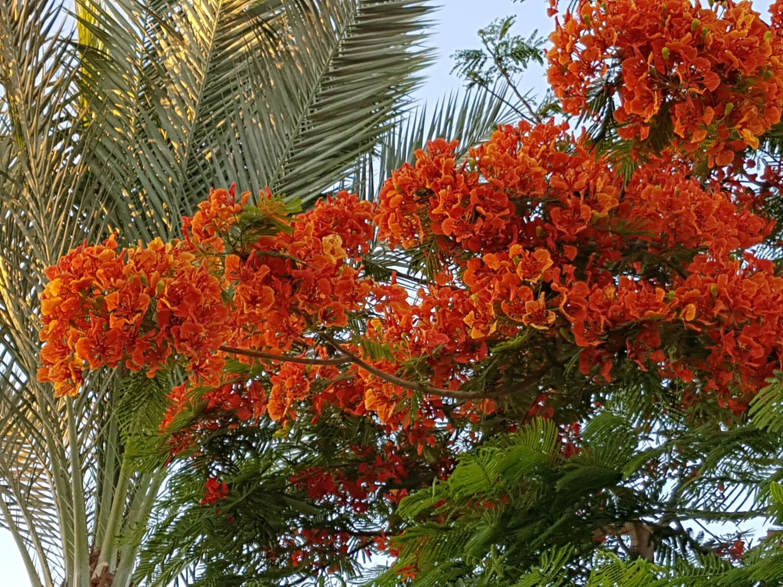 Samsung Galaxy S7 sample photo. Flowers, tree, egypt photography