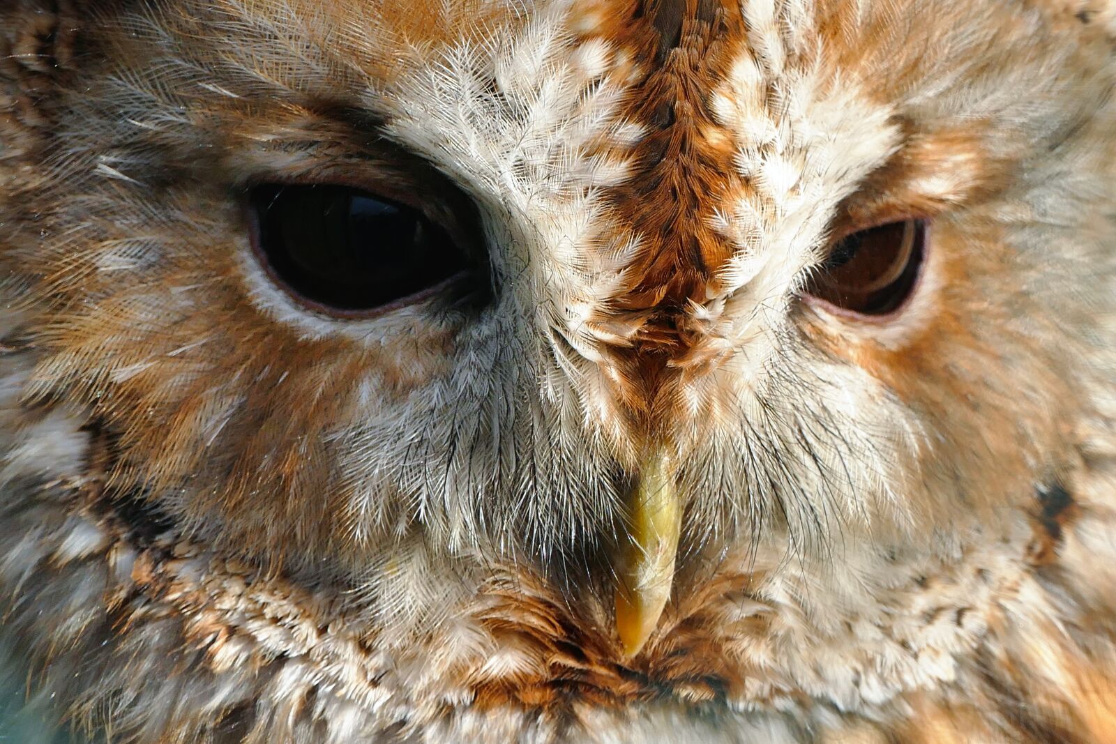 Panasonic Lumix DMC-FZ1000 sample photo. Animals, beak, bird, of photography
