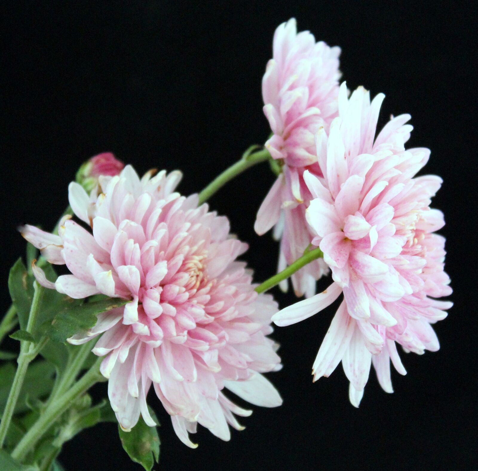 Canon EOS 1300D (EOS Rebel T6 / EOS Kiss X80) sample photo. Aster, black background, flower photography