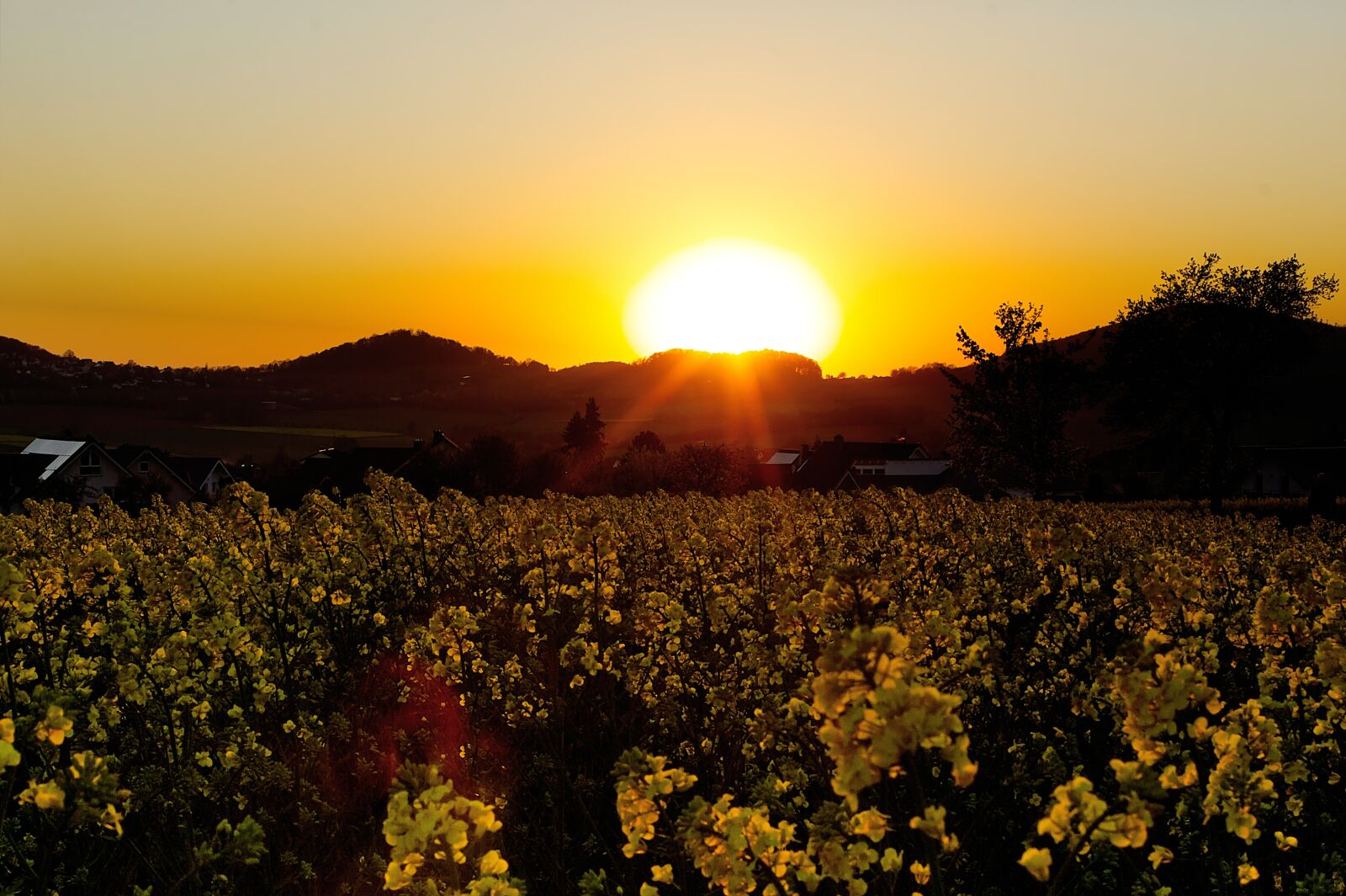 Canon EOS 60D + Canon EF-S 18-55mm F3.5-5.6 IS sample photo. Field of rapeseeds, sunset photography