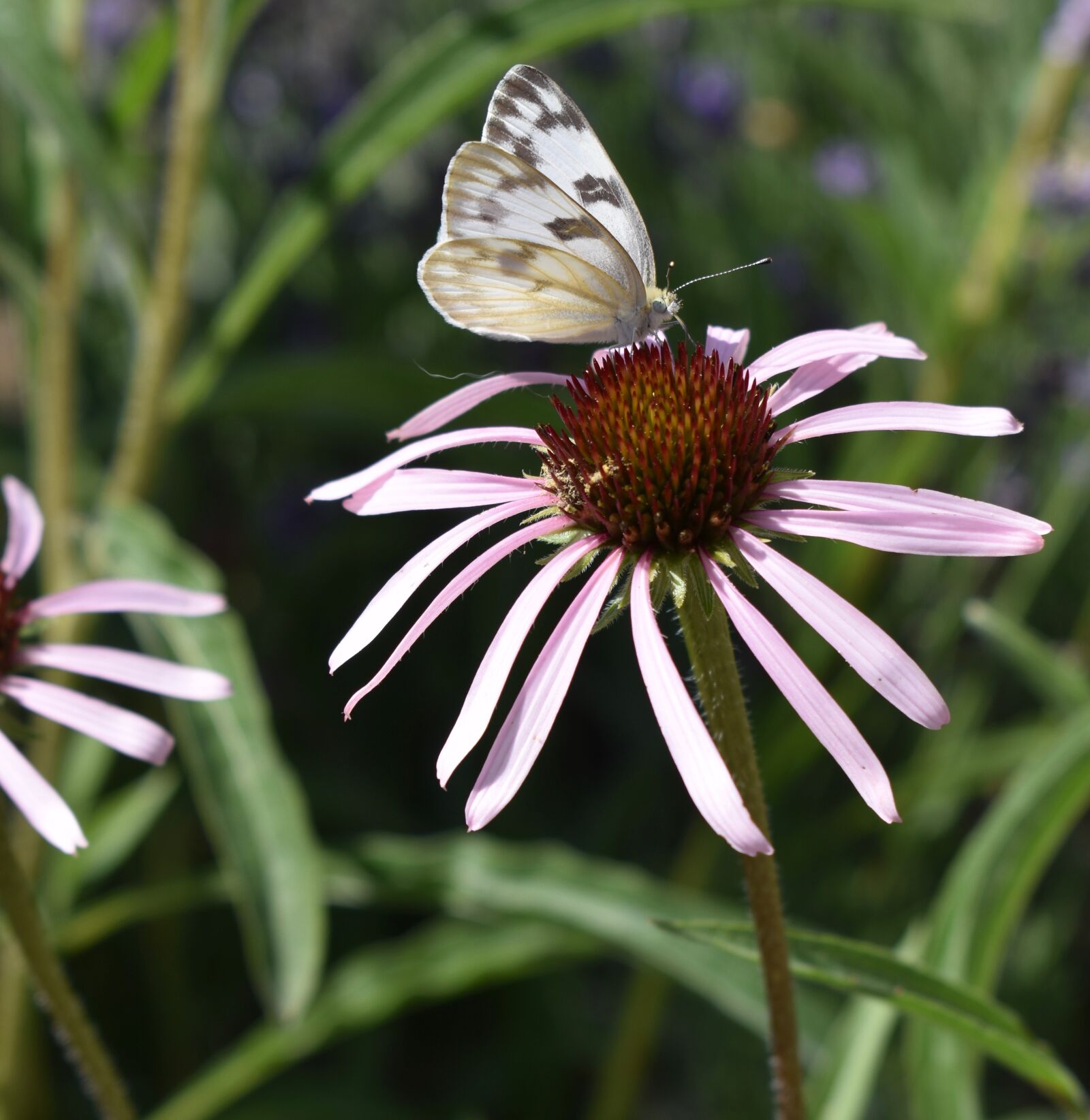 Nikon D3500 sample photo. Butterfly, flower, close up photography