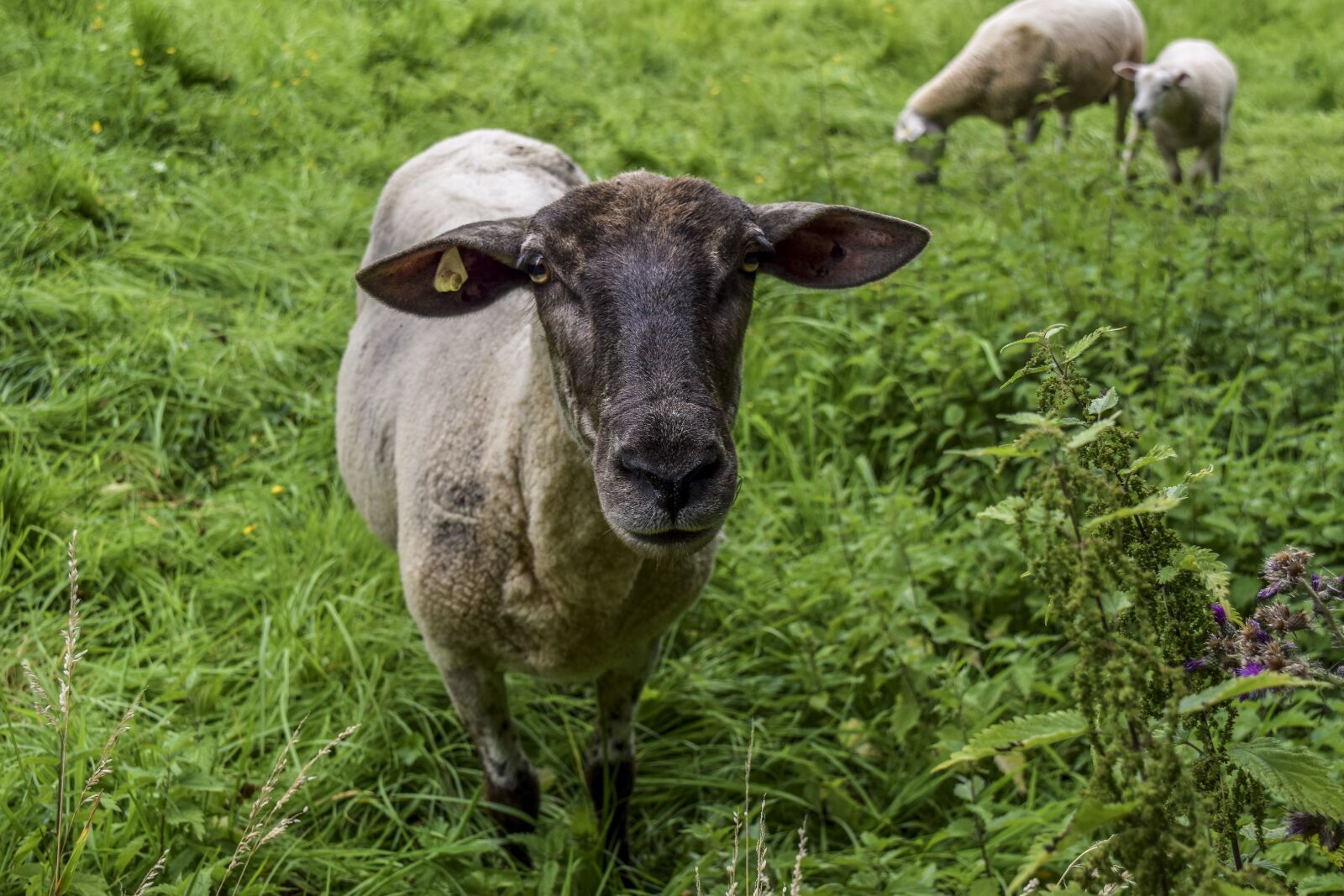 Nikon D3300 sample photo. Animal, sheep, wool photography