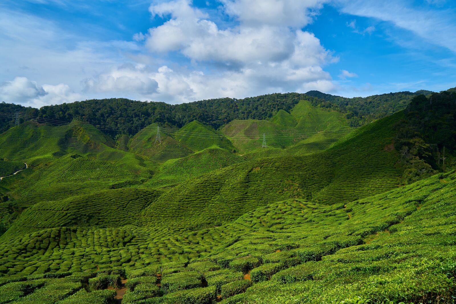 Sony a7R II sample photo. Tea, field, green photography