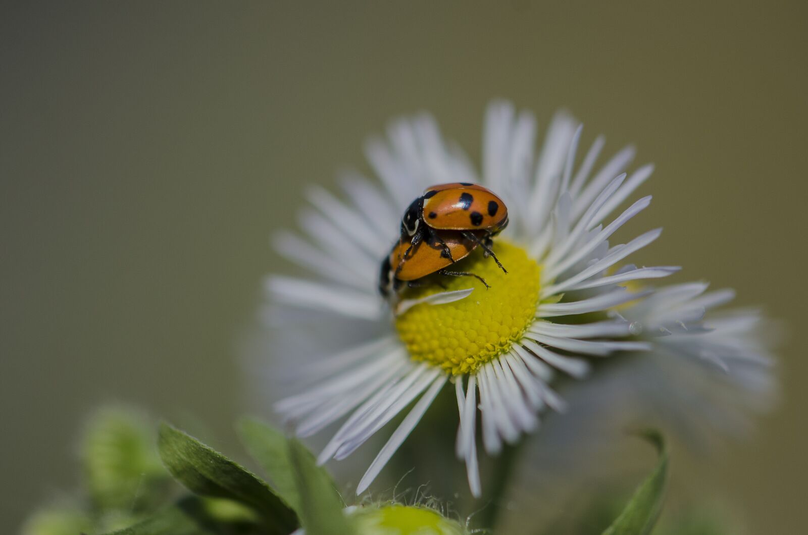 Nikon D7000 sample photo. Ladybug, macro, flowers photography