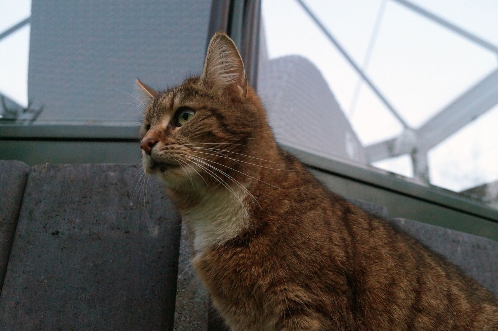 Sony DT 18-55mm F3.5-5.6 SAM II sample photo. Cat, animal, cute photography